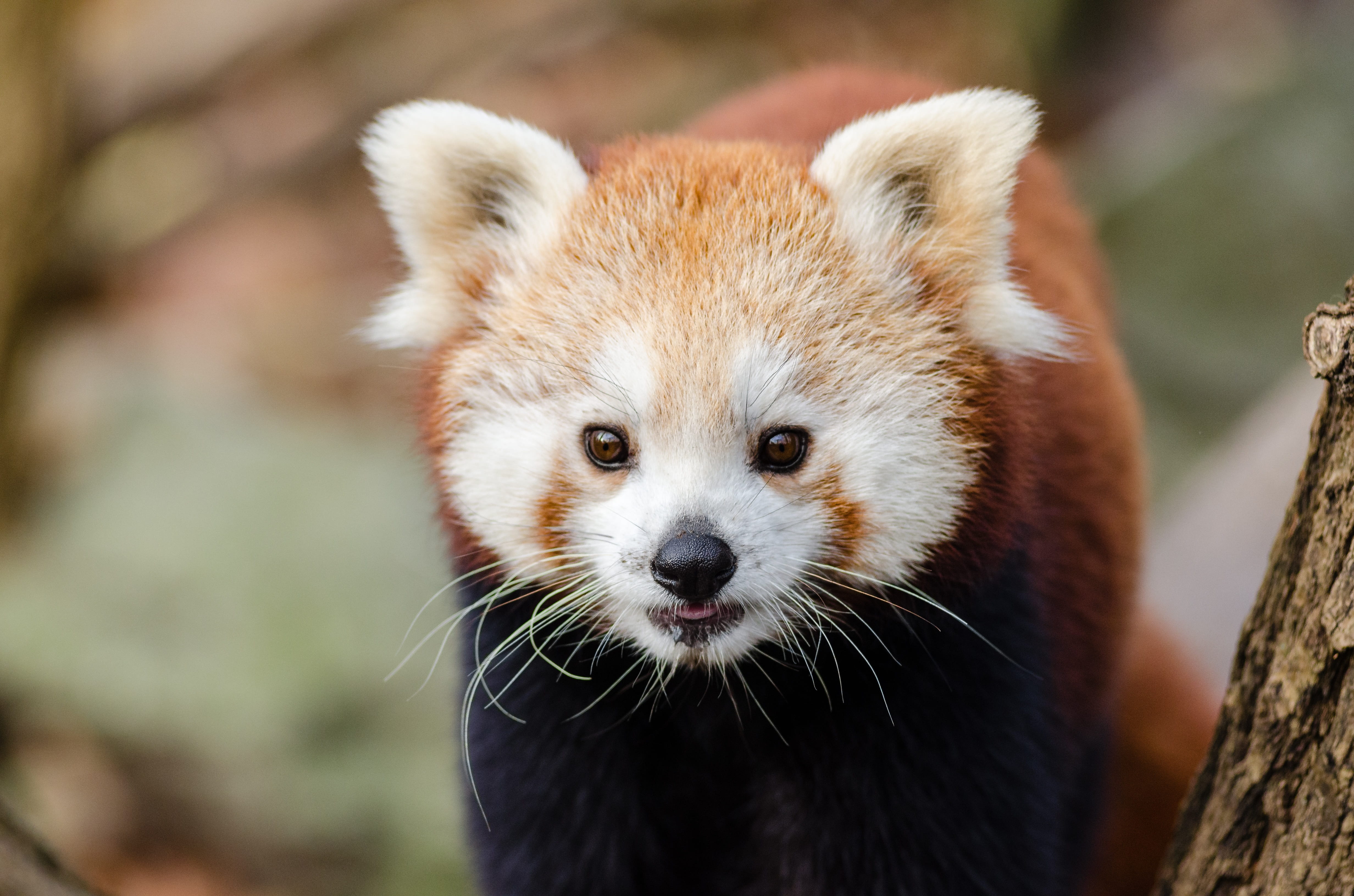 blur, day, wild animal, focus on foreground, animal wildlife, animal head, panda - animal, furry, white, whisker, animal body part, zoo, close-up, animals in the wild, HD Wallpaper
