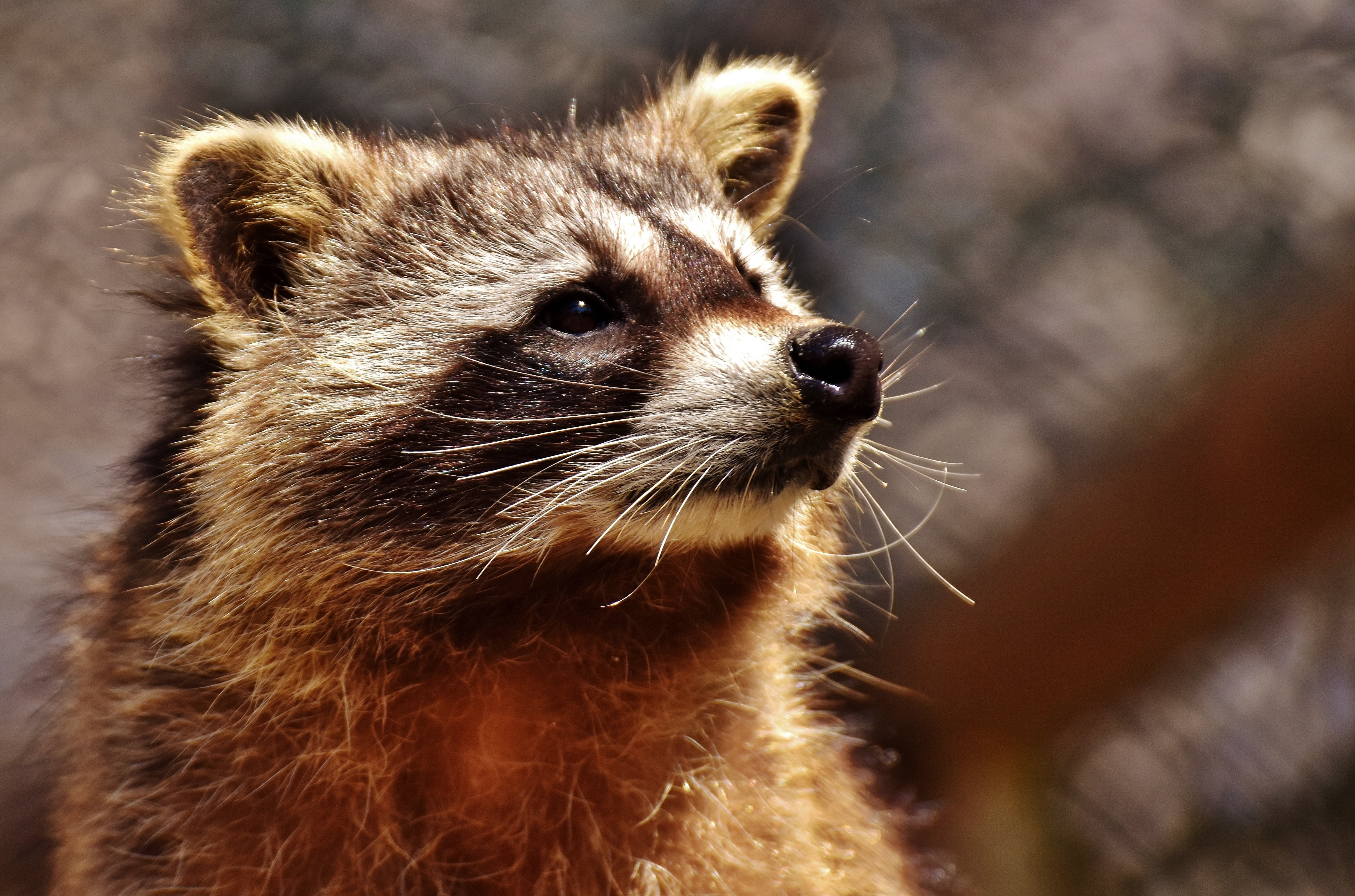 wildlife, animal body part, brown, day, no people, animal themes, looking, one Animal, animal head, nature, wildpark poing, looking away, animal wildlife, HD Wallpaper