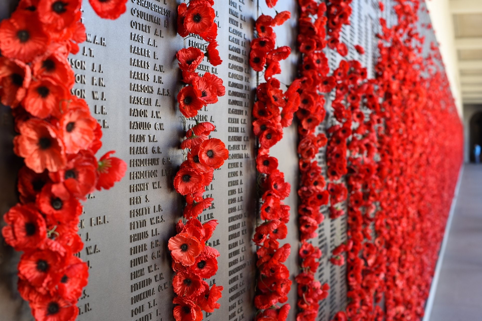 War, Holiday, Wall, 1080P, Anzac Day, Poppy, HD Wallpaper