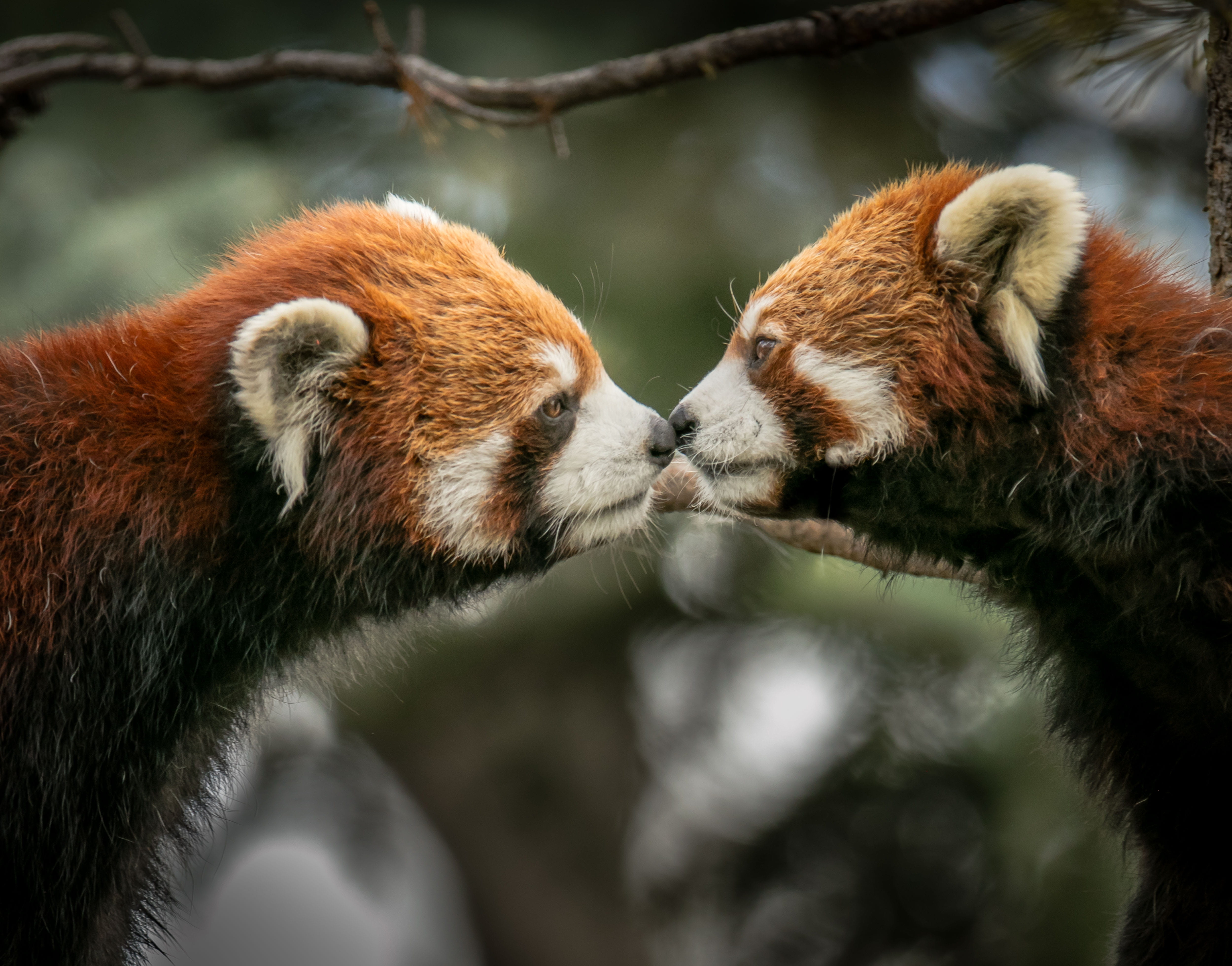 animals, vertebrate, fur, animal body part, animal wildlife, face to face, adorable, no people, panda - animal, wild cat, wild animal, furry, day, white, HD Wallpaper