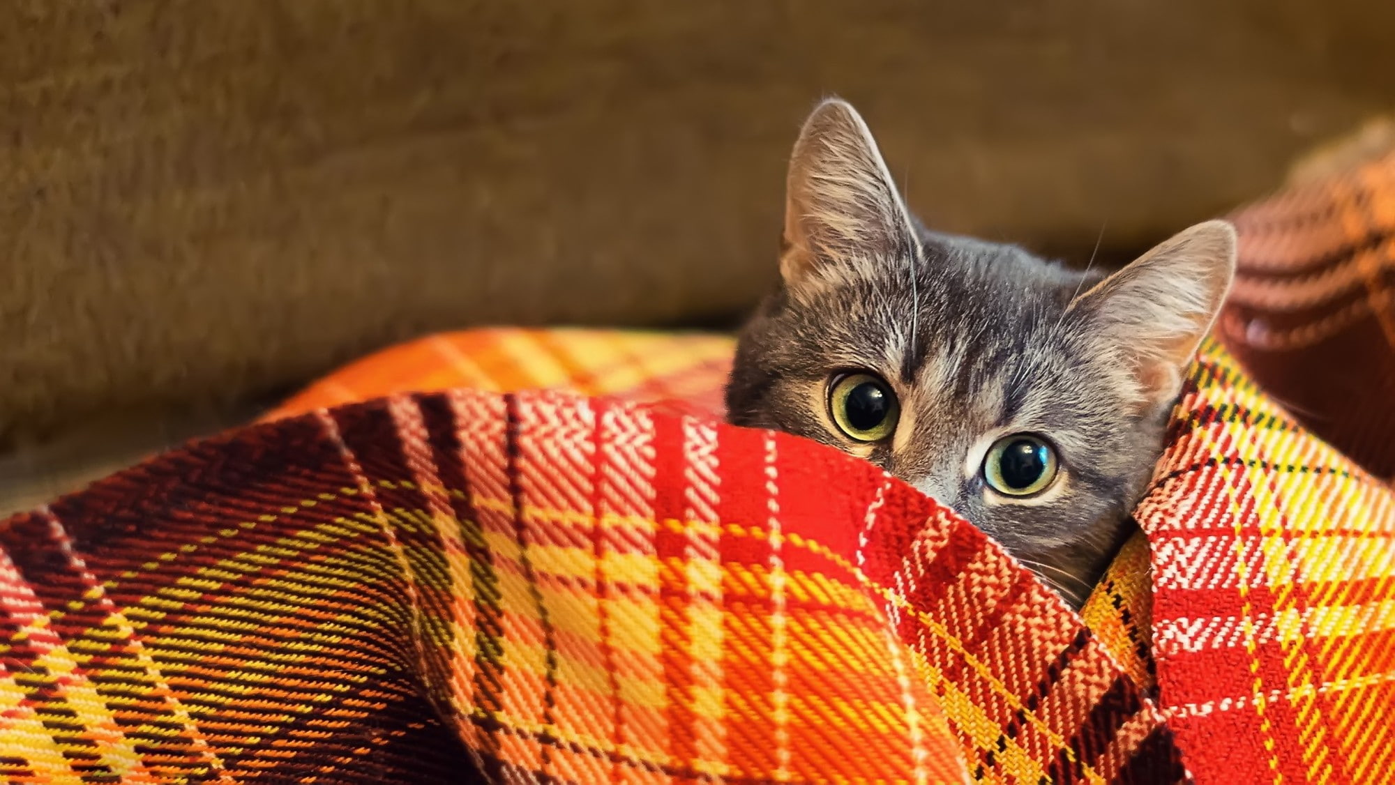 plaid, animals, 1080P, cat, HD Wallpaper