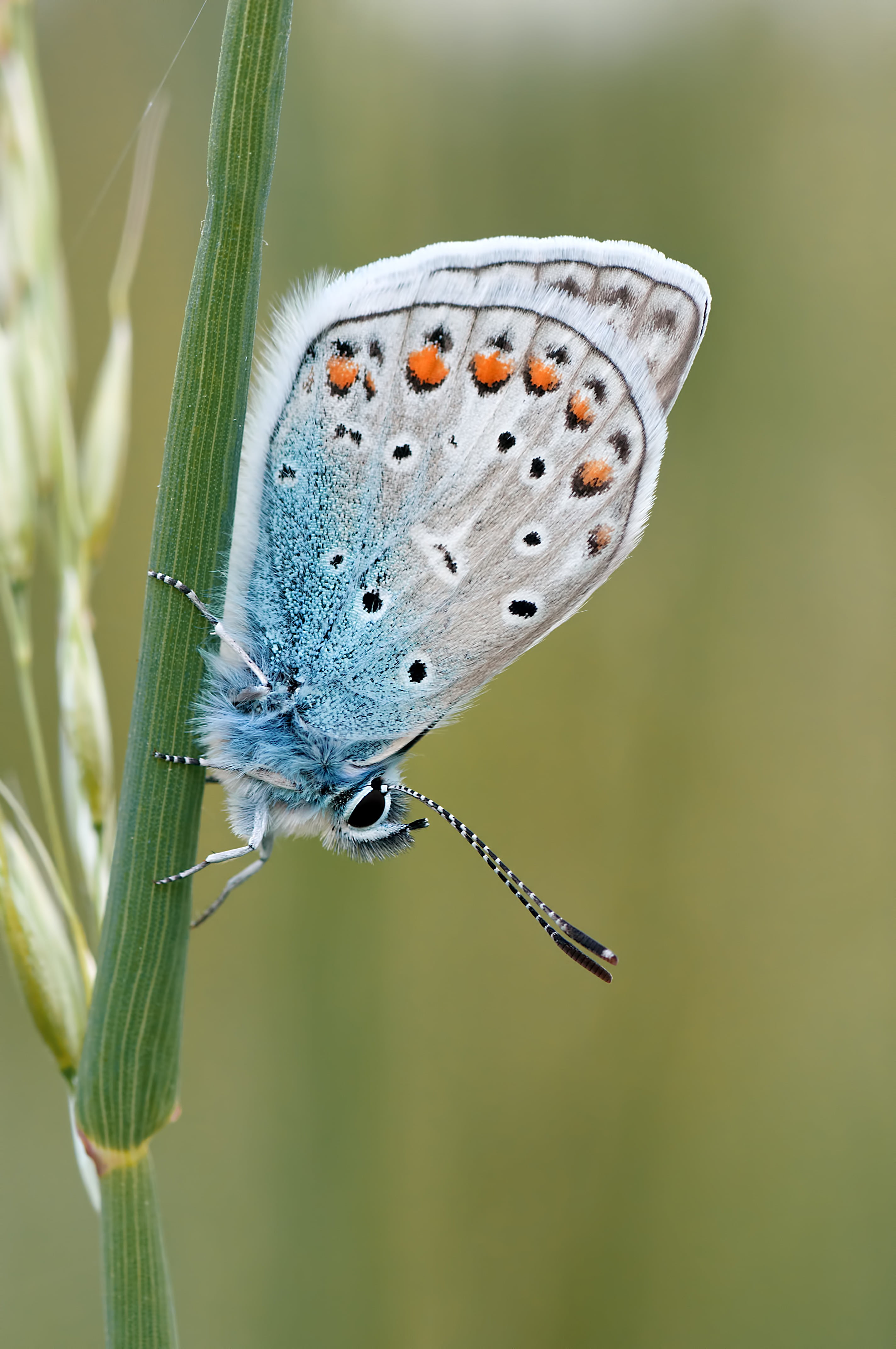 green color, butterfly, butterfly - Insect, animal wildlife, close-up, animal Wing, beauty In Nature, insect, animal, focus on foreground, summer, silver, Phone HD Wallpaper