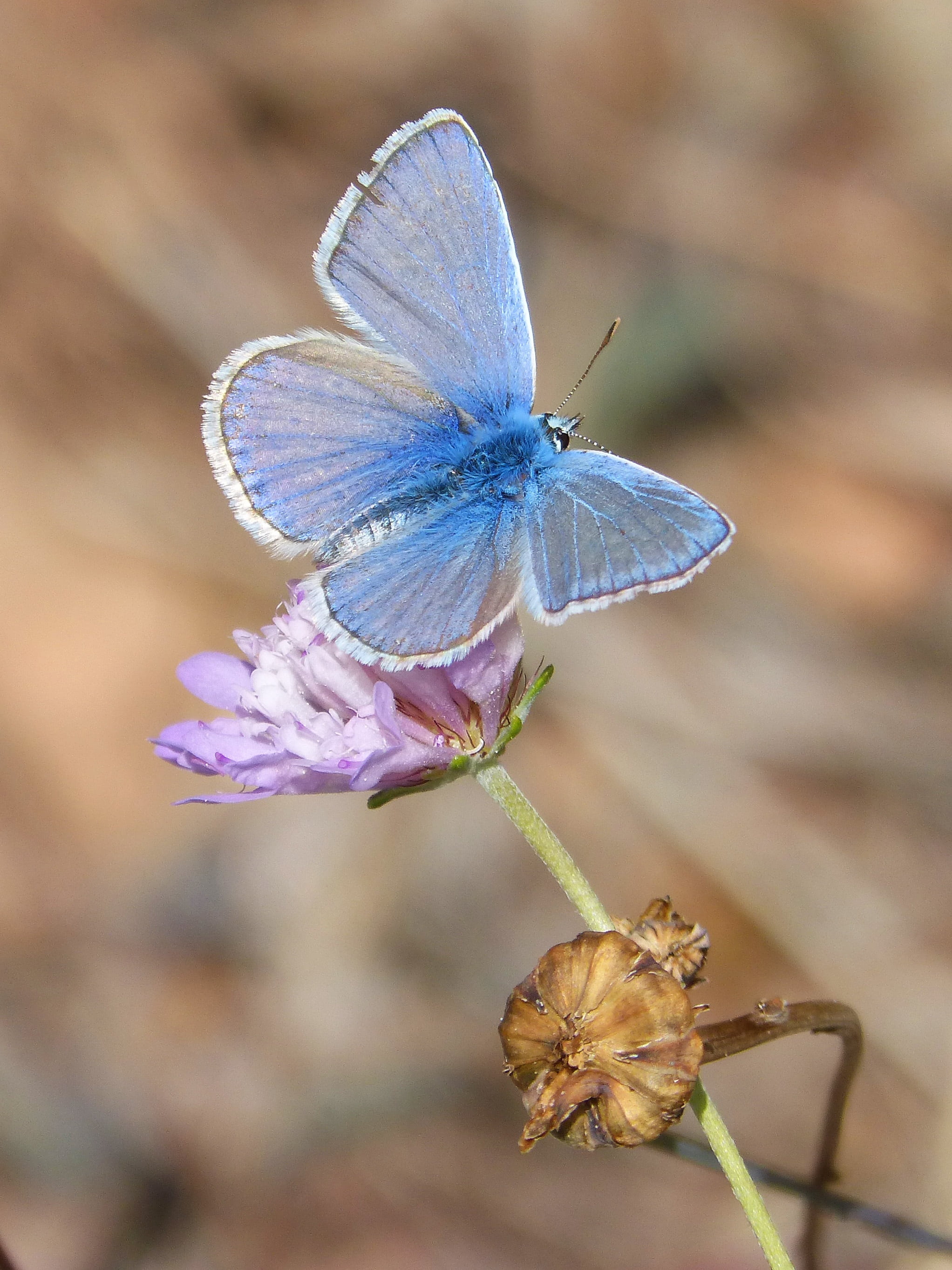 wildlife, wild flower, butterfly - Insect, one animal, no people, animal wildlife, summer, animal themes, purple, pollination, insect, flower, animals in the wild, Phone HD Wallpaper