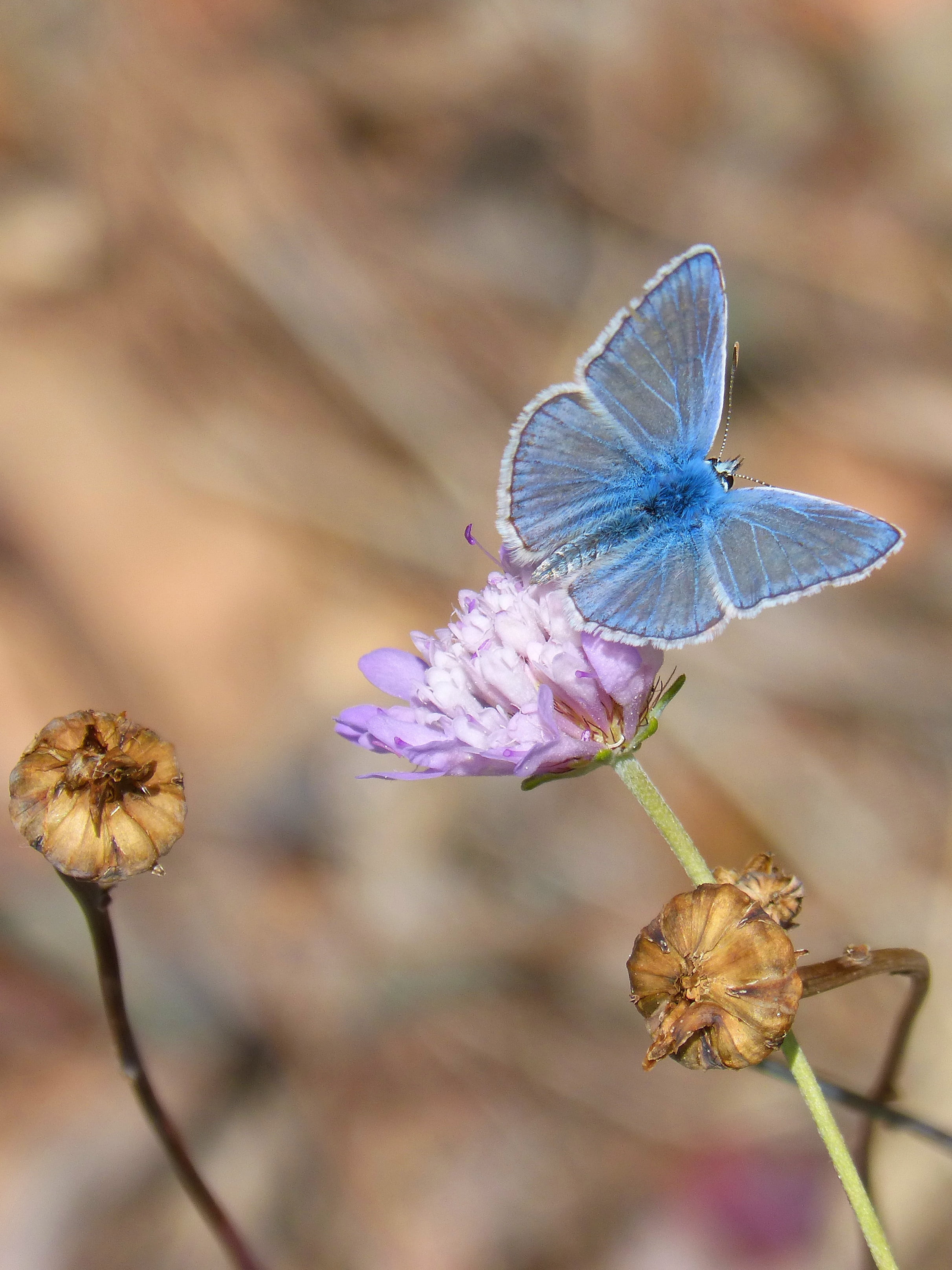 2K, daytime, polyommatus icarus, animal wing, invertebrate, animals in the wild, close-up, pink, insect, freshness, flower, wild flower, vulnerability, Phone HD Wallpaper