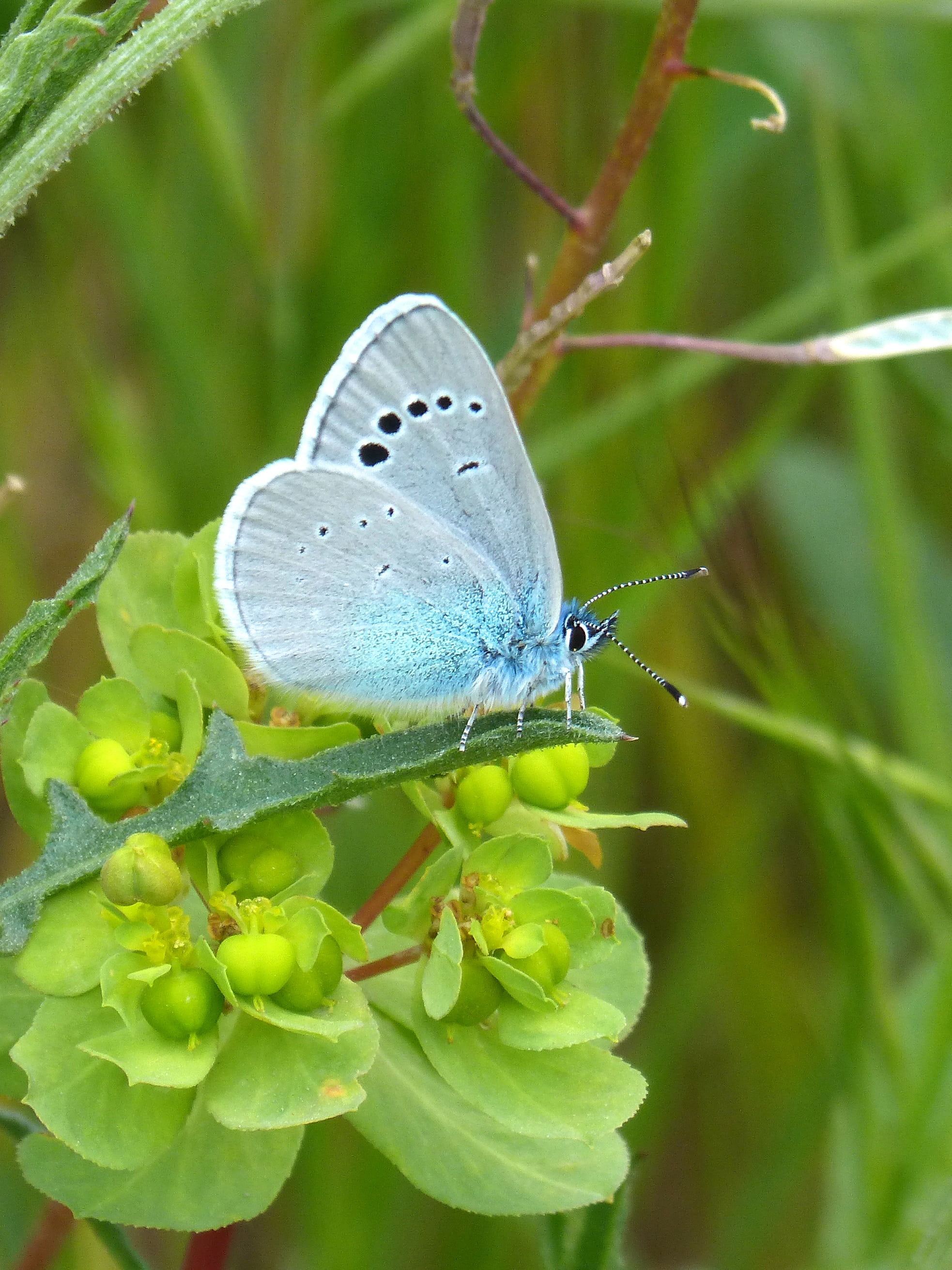 butterfly - Insect, summer, no people, day, polyommatus icarus, green color, insect, invertebrate, blue butterfly, focus on foreground, plant, animal themes, Phone HD Wallpaper