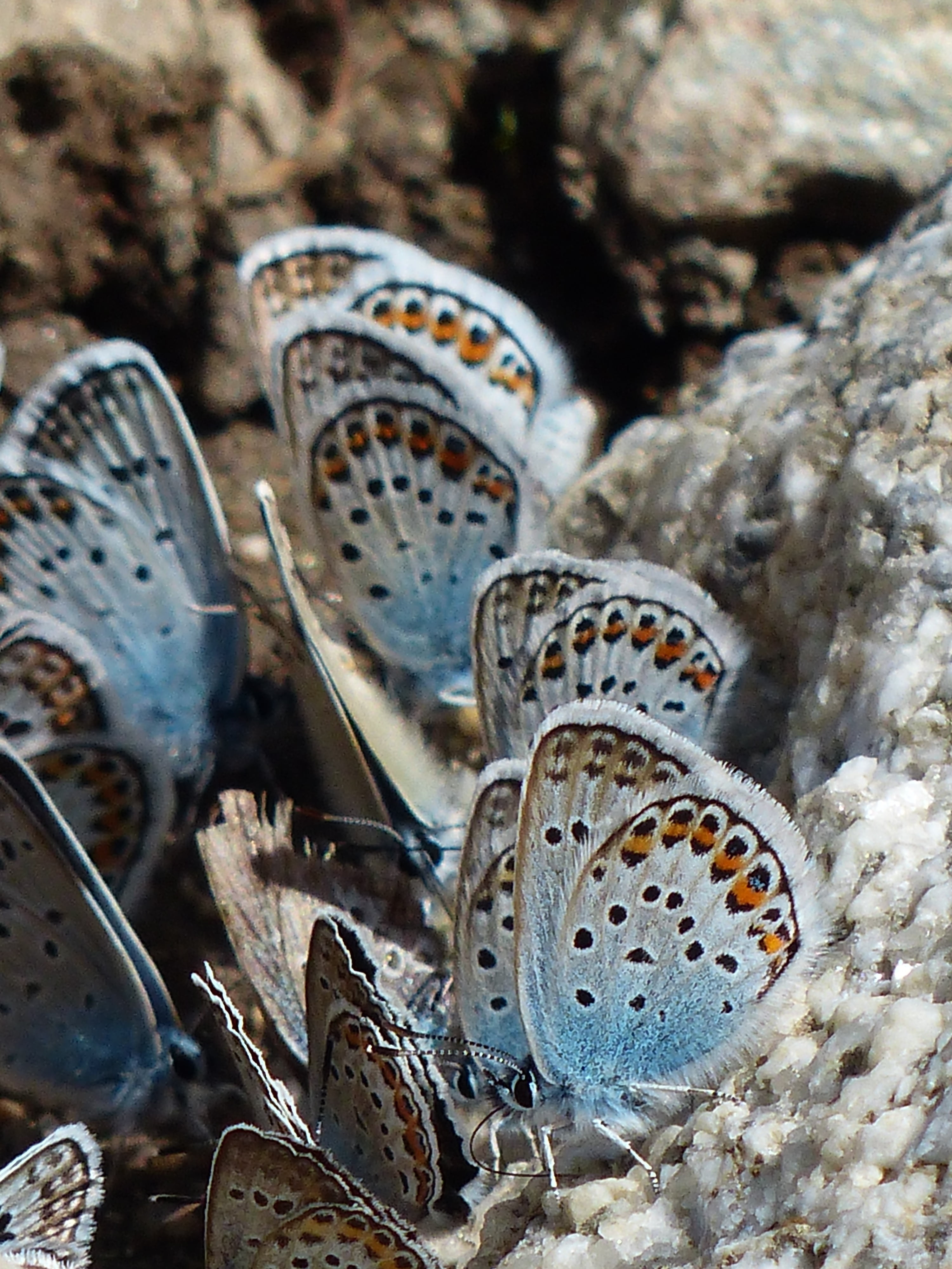 animal themes, blue tint, stone, field, group, animal wing, animal, meeting, day, blue, insect, common blue, lycaenidae, focus on foreground, butterflies, Phone HD Wallpaper