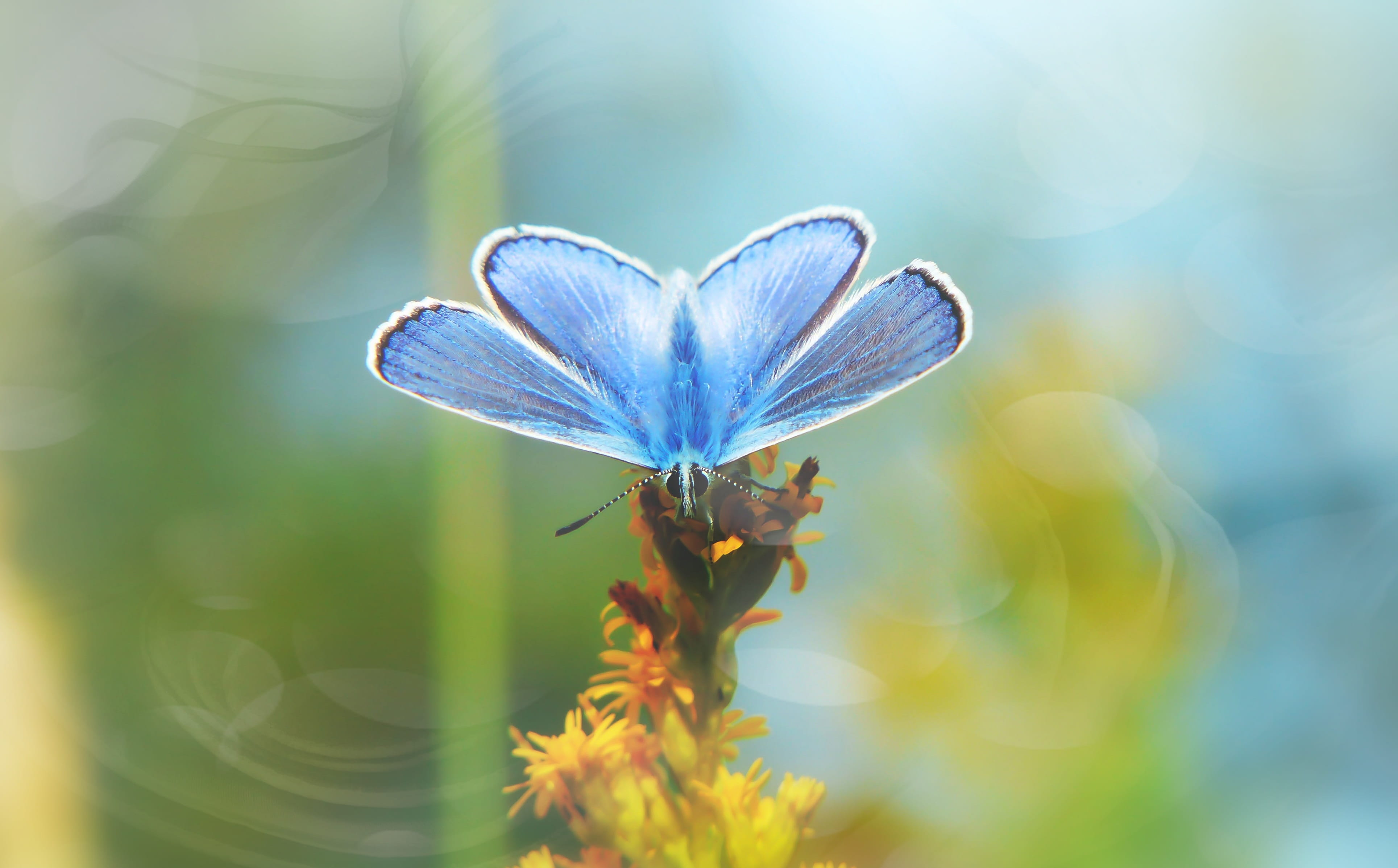 wings, no people, animals in the wild, butterfly - insect, apiformes, purple, beautiful, the environment, animals, close-up, fragility, summer, tom, outdoors, HD Wallpaper