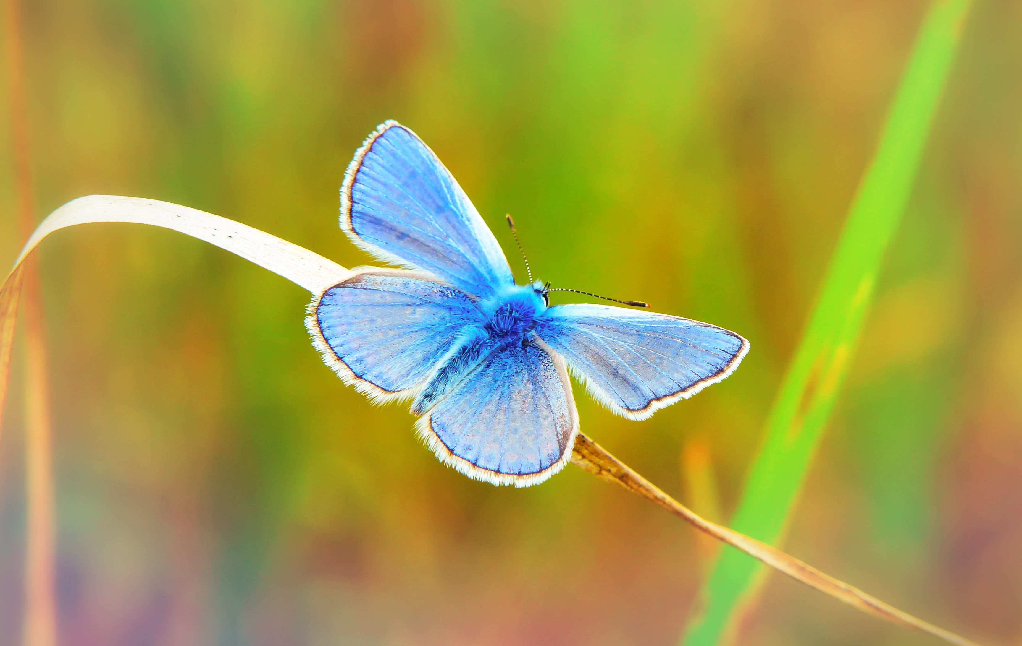 one animal, model, nature, biology, no people, invertebrate, polyommatus icarus, beauty in nature, insect, lawn, animal, focus on foreground, plant, close-up, HD Wallpaper