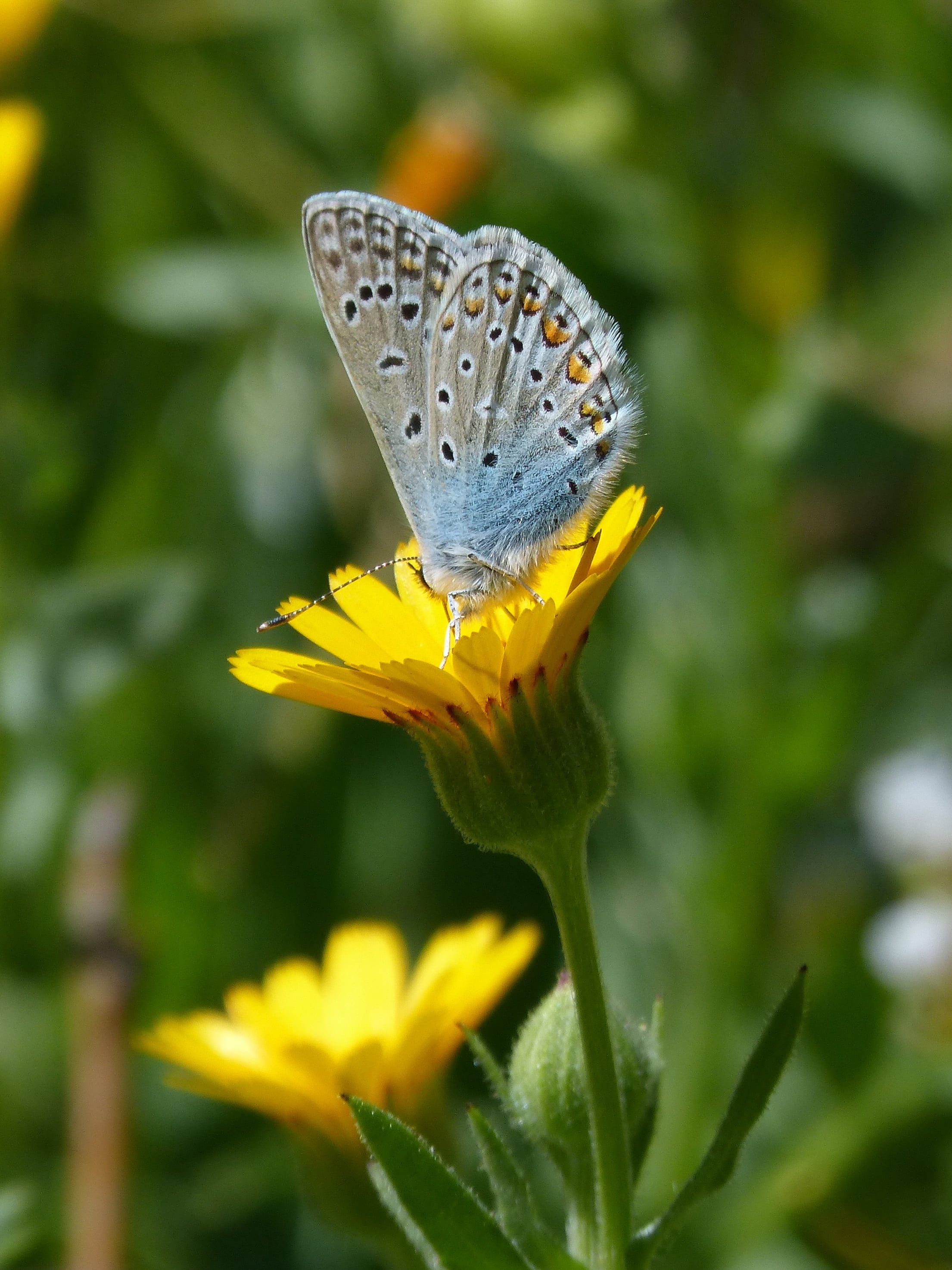 blue butterfly, fragility, freshness, vulnerability, flower, inflorescence, animal wing, insect, flower head, animal themes, pollen, yellow, plant, close-up, Phone HD Wallpaper