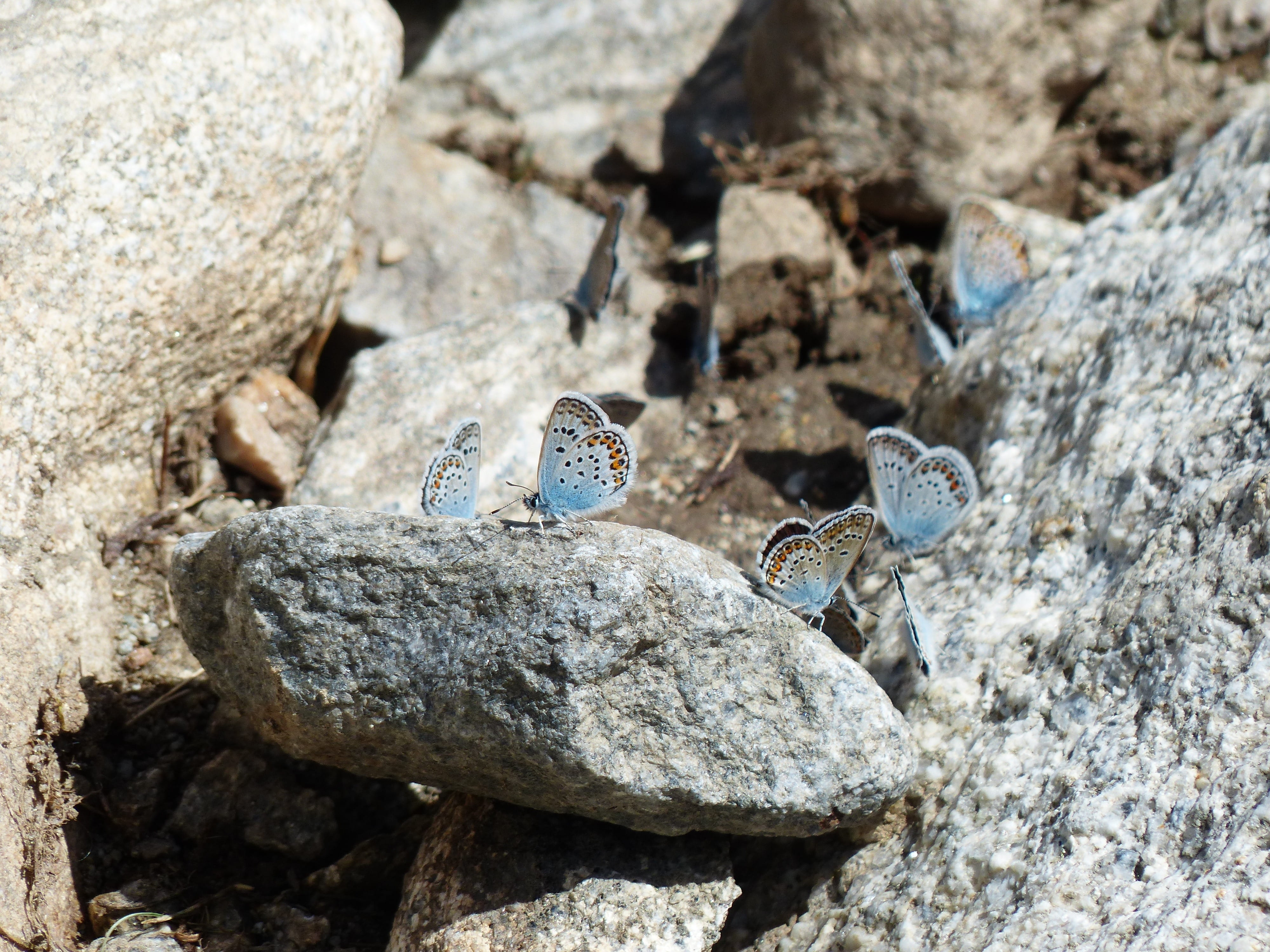 animals in the wild, high angle view, pebble, one animal, insect, rock - object, vertebrate, animal, s, close-up, lycaenidae, sunlight, animal themes, Butterflies, HD Wallpaper