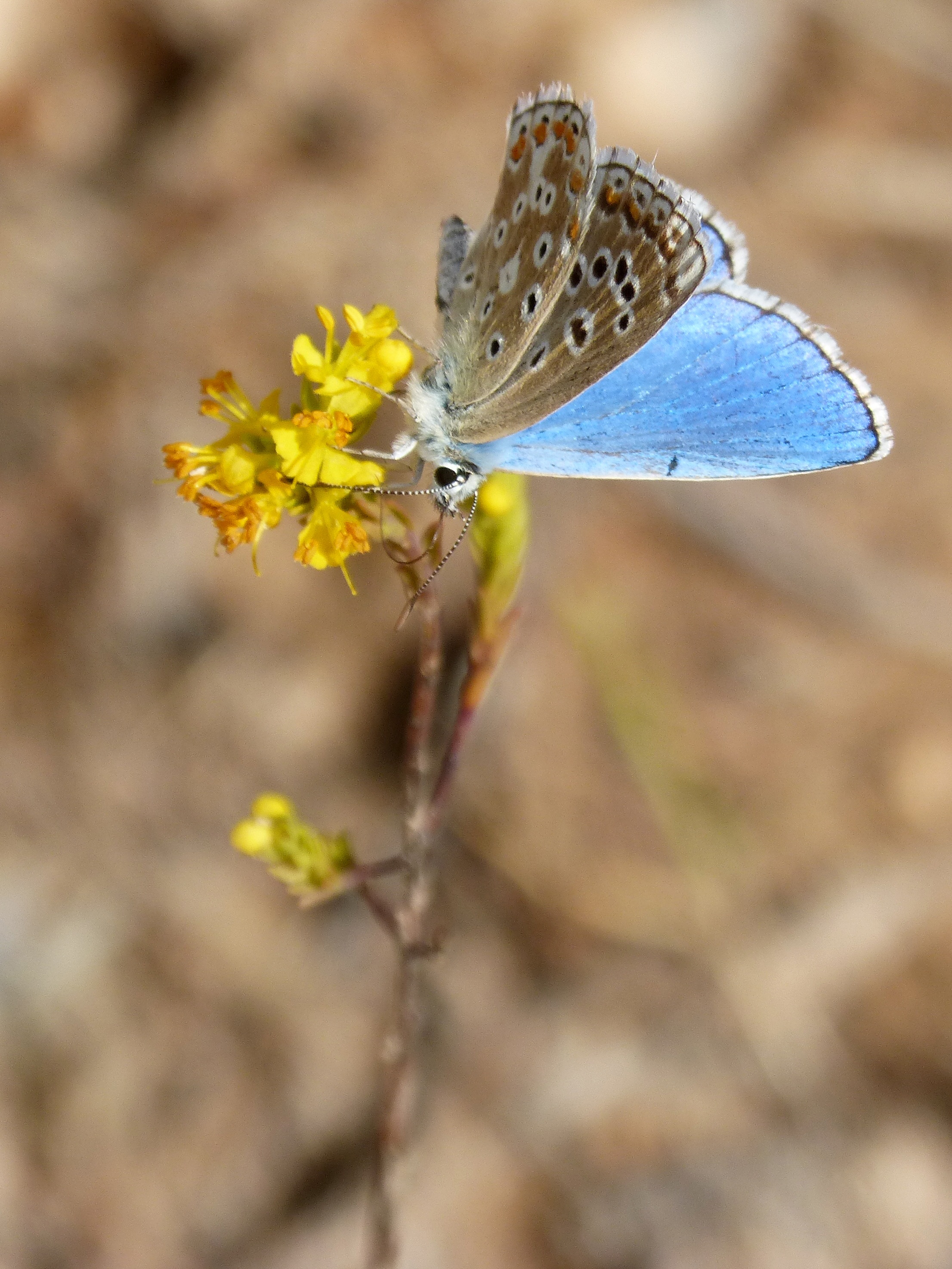 beauty, polyommatus icarus, animal wildlife, blue butterfly, one animal, libar, growth, pollination, focus on foreground, vulnerability, animal wing, day, Phone HD Wallpaper