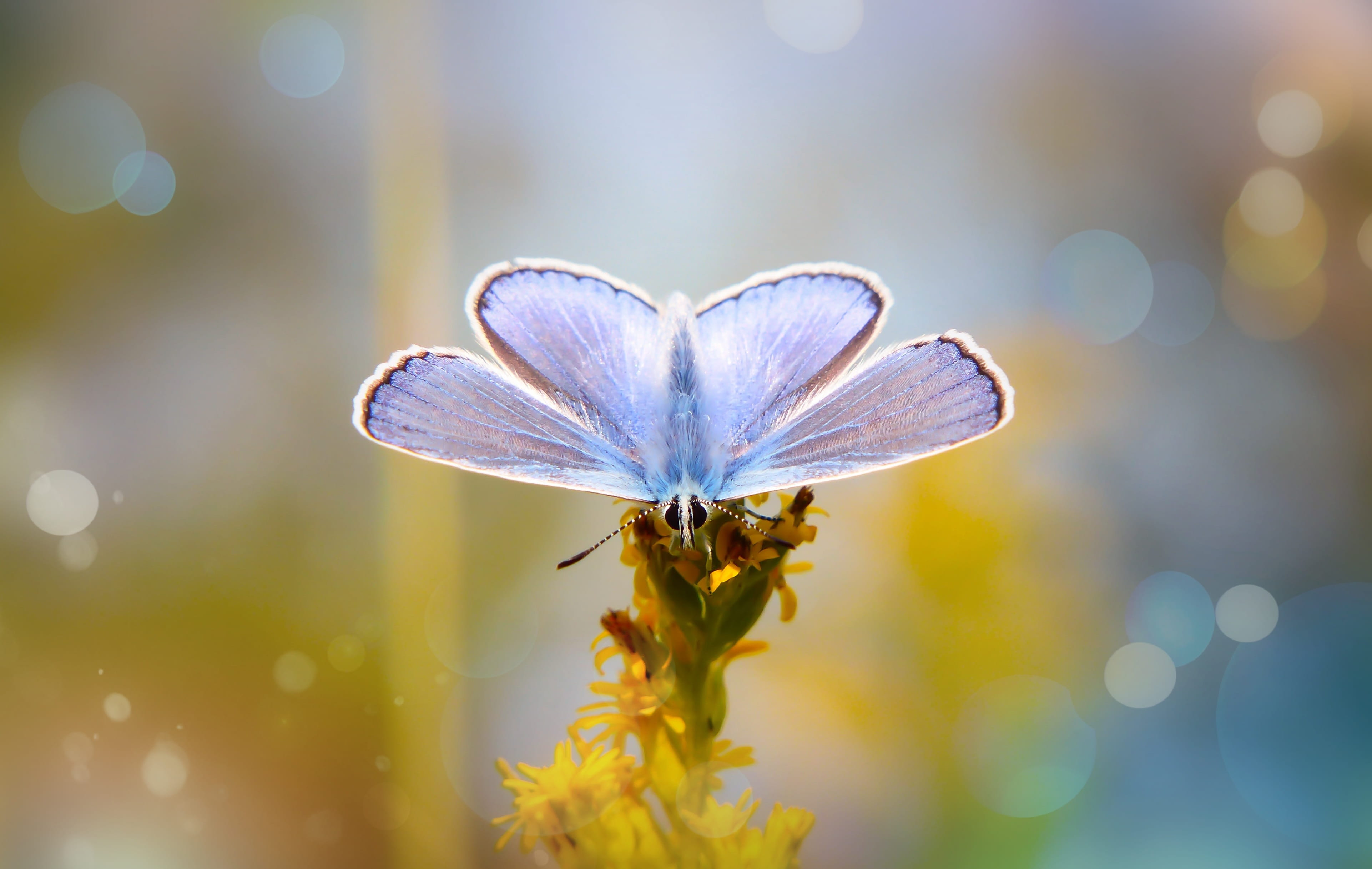 animals in the wild, pollination, freshness, beautiful, butterfly - insect, lawn, antennae, animal themes, animal, butterfly day, meadow, 4K, model, close-up, HD Wallpaper