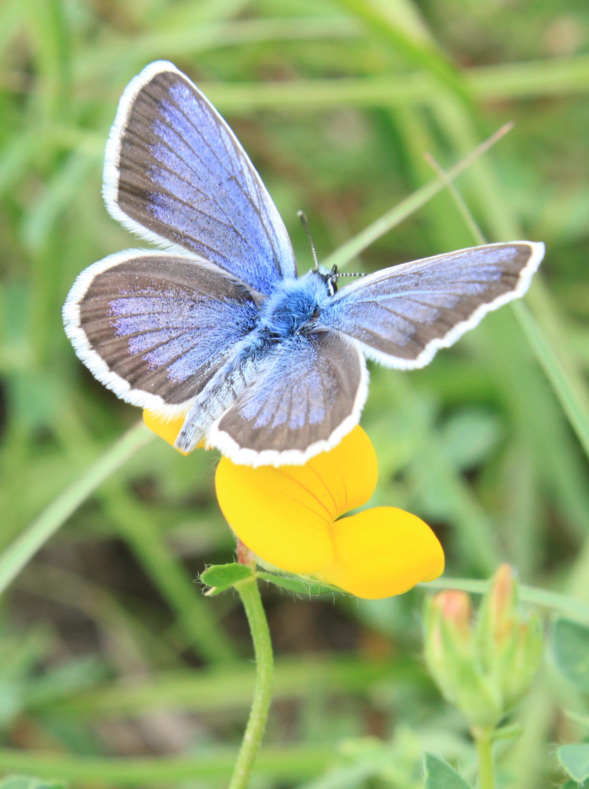 polyommatus, selective, flower head, butterfly, fragility, photography, yellow, petal, outdoors, animal themes, lycaenidae, insects, flower, animal wing, Phone HD Wallpaper