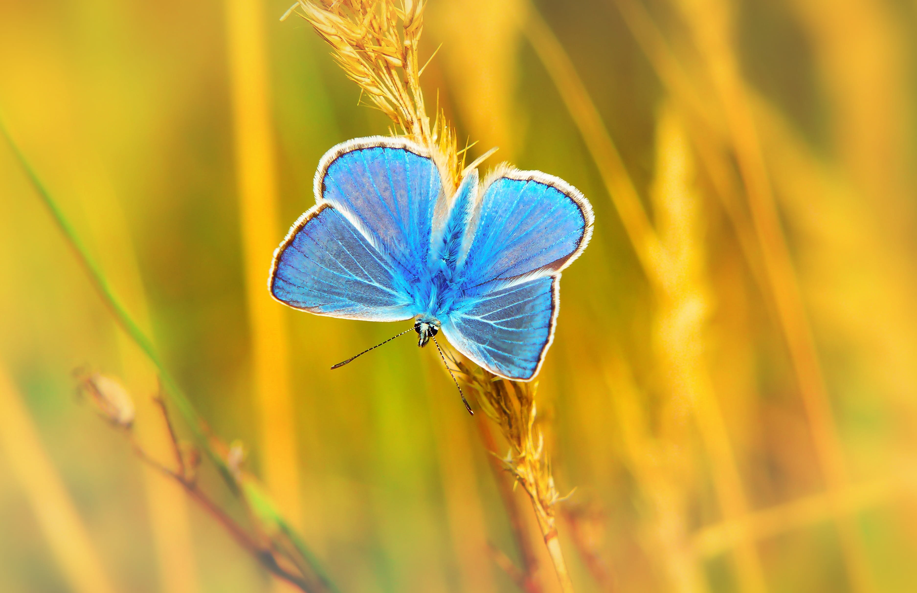 polyommatus icarus, summer, plant, invertebrates, outdoors, at the court of, beauty in nature, insect, tom, animals in the wild, alive, selective focus, HD Wallpaper