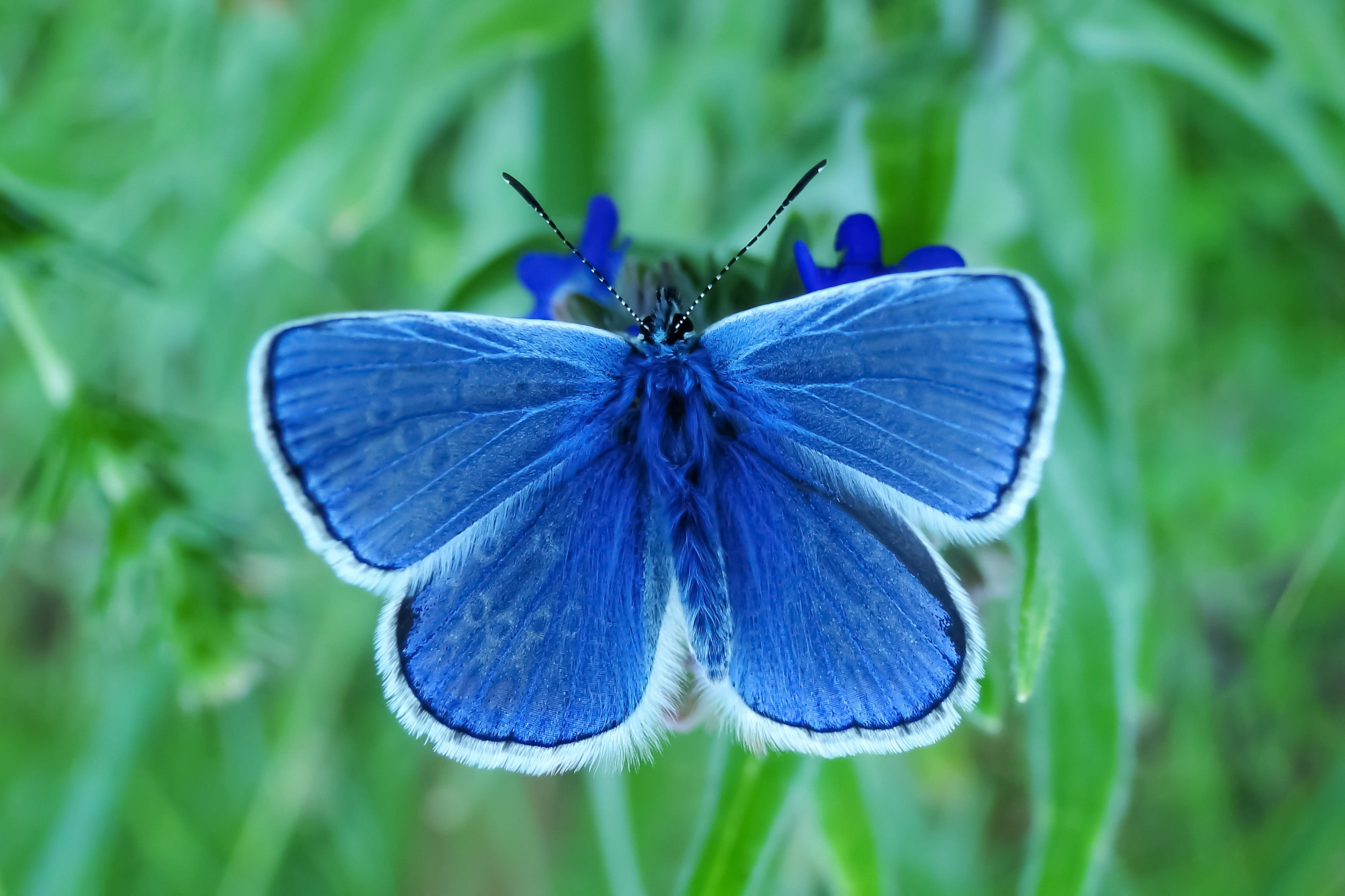 animals in the wild, focus on foreground, no people, meadow, one animal, lawn, nature, blue, photo, animal themes, freshness, animal wing, plant, animal wildlife, HD Wallpaper