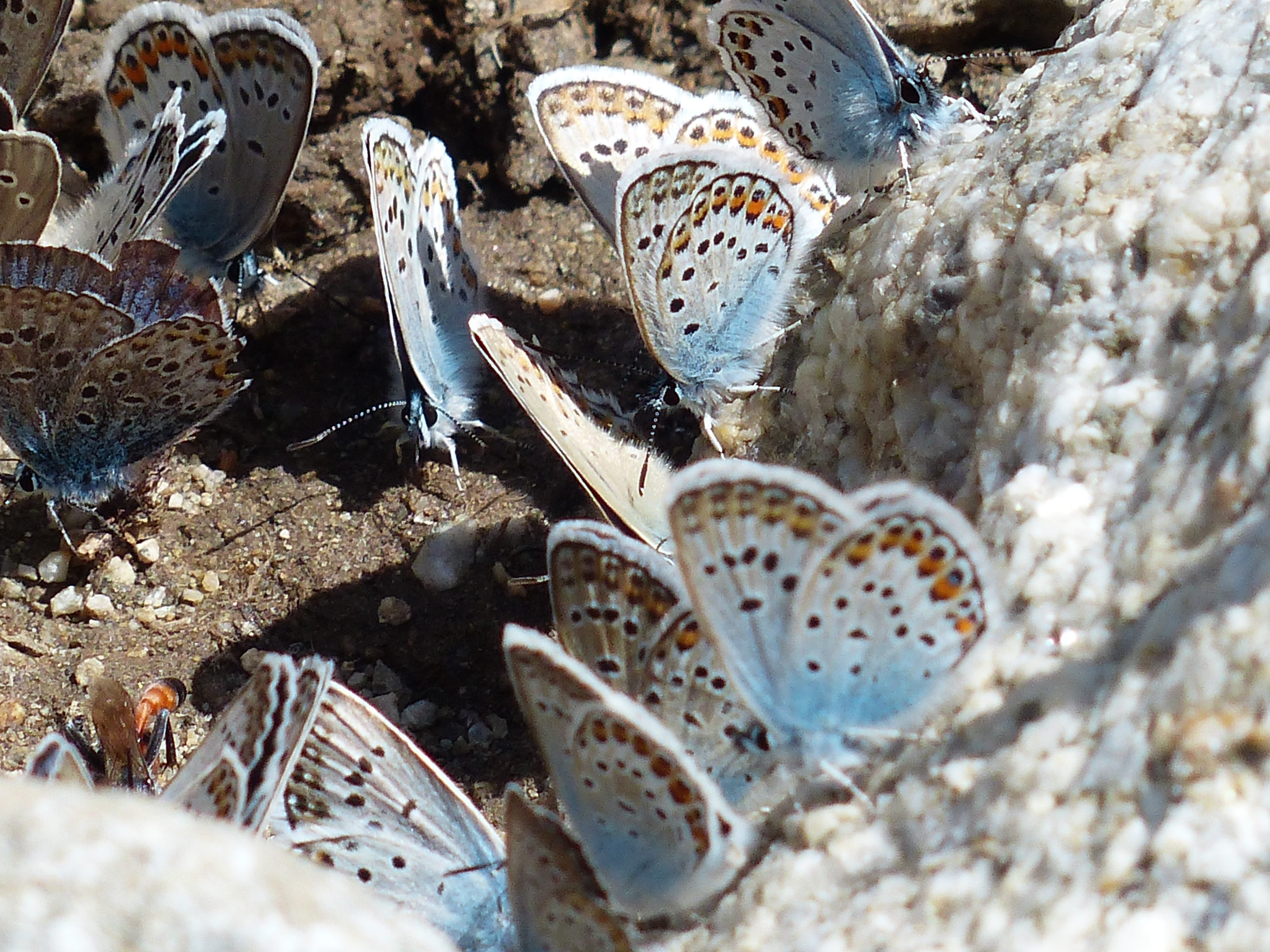 outdoors, animal shell, common bläuling, butterflies, polyommatus icarus, group of animals, beach, animals in the wild, close-up, animal wildlife, invertebrate, HD Wallpaper