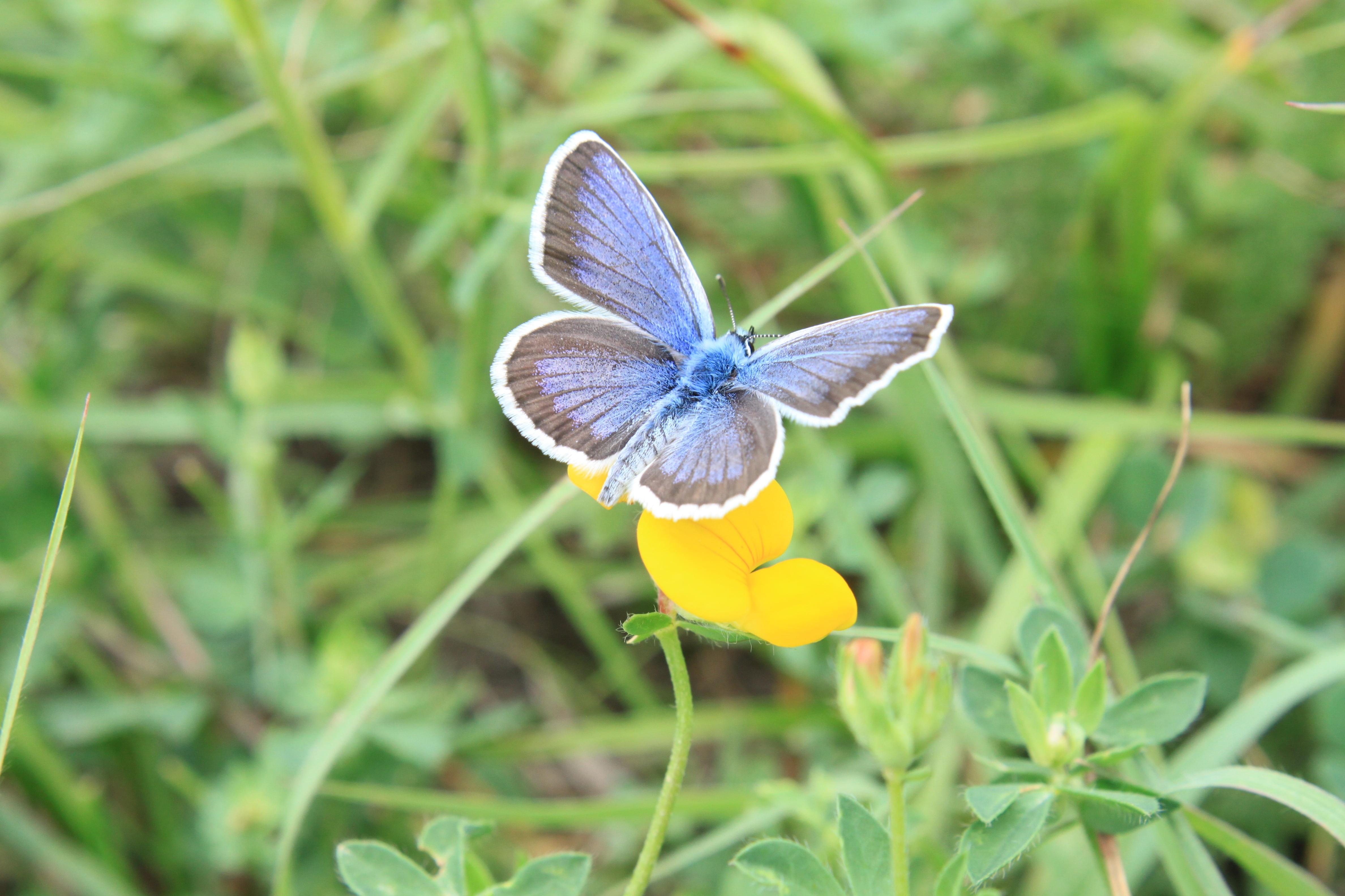 freshness, close-up, flowering plant, vulnerability, no people, lycaenidae, beauty in nature, insects, flower, gray, icarus, animal wing, butterfly, animal themes, HD Wallpaper