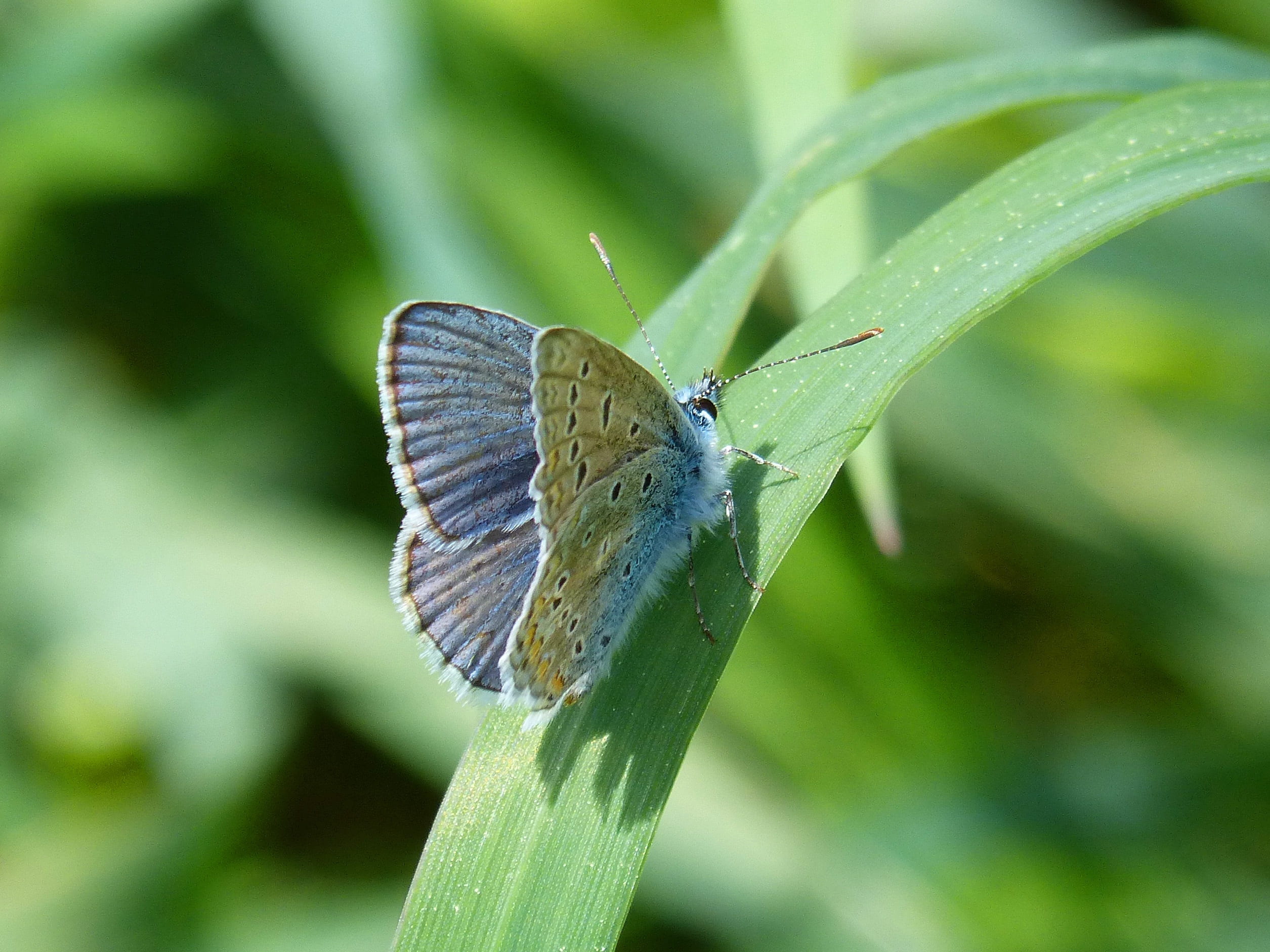 outdoors, close-up, one animal, insect, blaveta commune, animal, beauty in nature, focus on foreground, blue butterfly, day, butterfly - insect, animals in the wild, HD Wallpaper