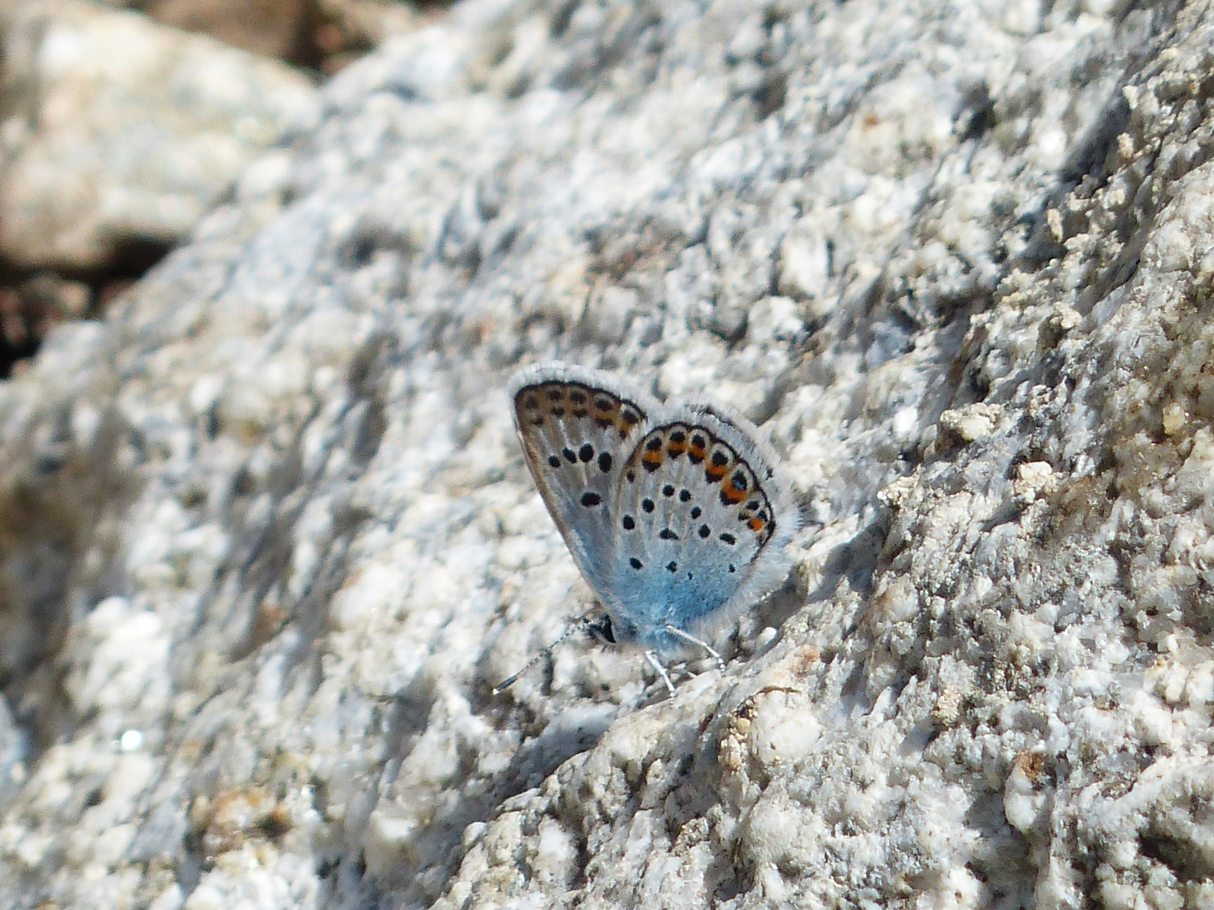 solid, butterfly - Insect, butterfly, marine, animal Wing, outdoors, rock - object, restharrows blue, animals in the wild, focus on foreground, insect, HD Wallpaper