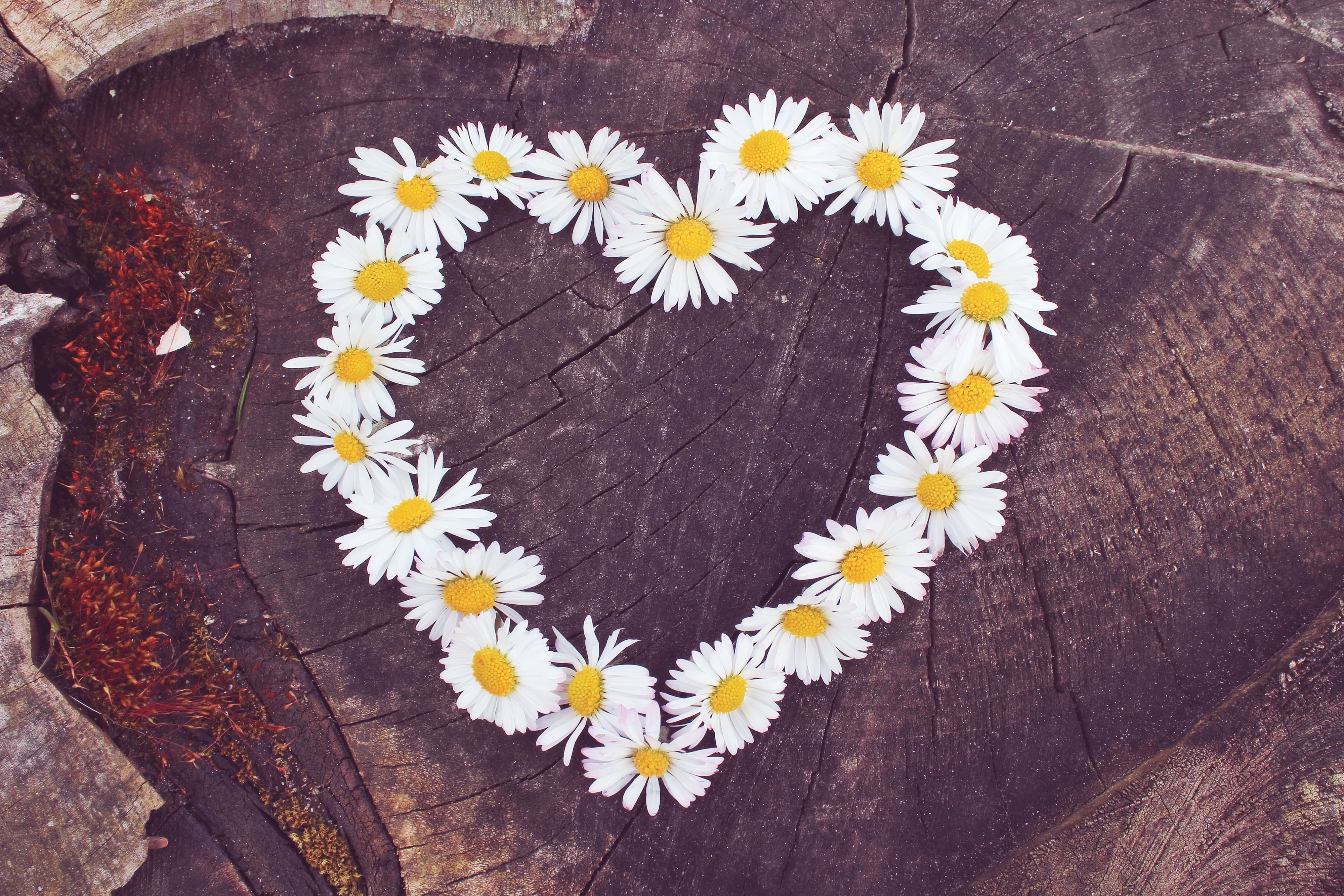 daisies, close, series, flower, flowers, characters, temptation, brown, backgrounds, love, summer, high angle view, wood - material, tribe, flower heart, HD Wallpaper