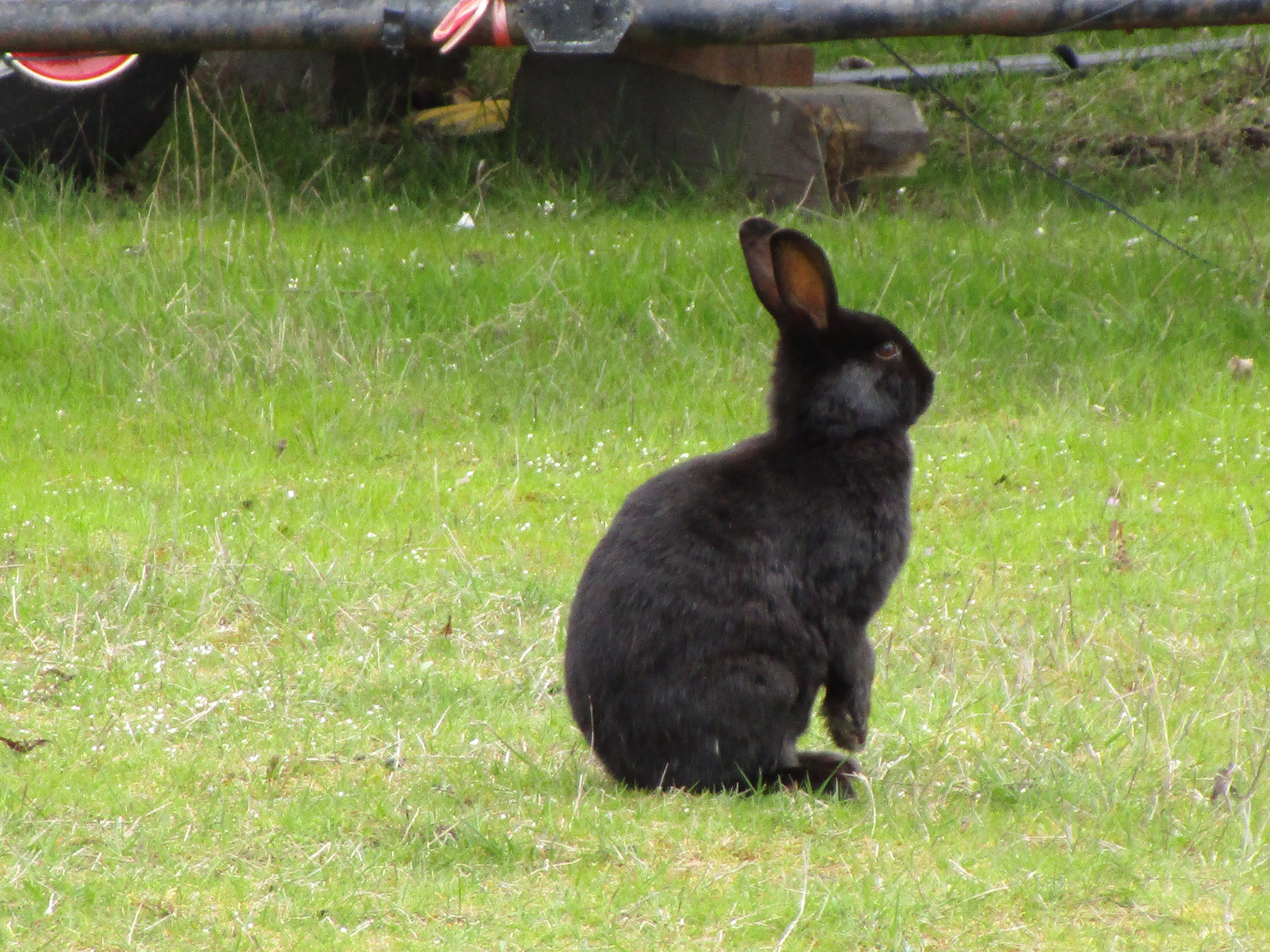 jericho beach, green color, black, plant, vertebrate, animal, domestic, rabbit, 5K, black color, pets, bunny, vancouver, no people, animal themes, sitting, HD Wallpaper