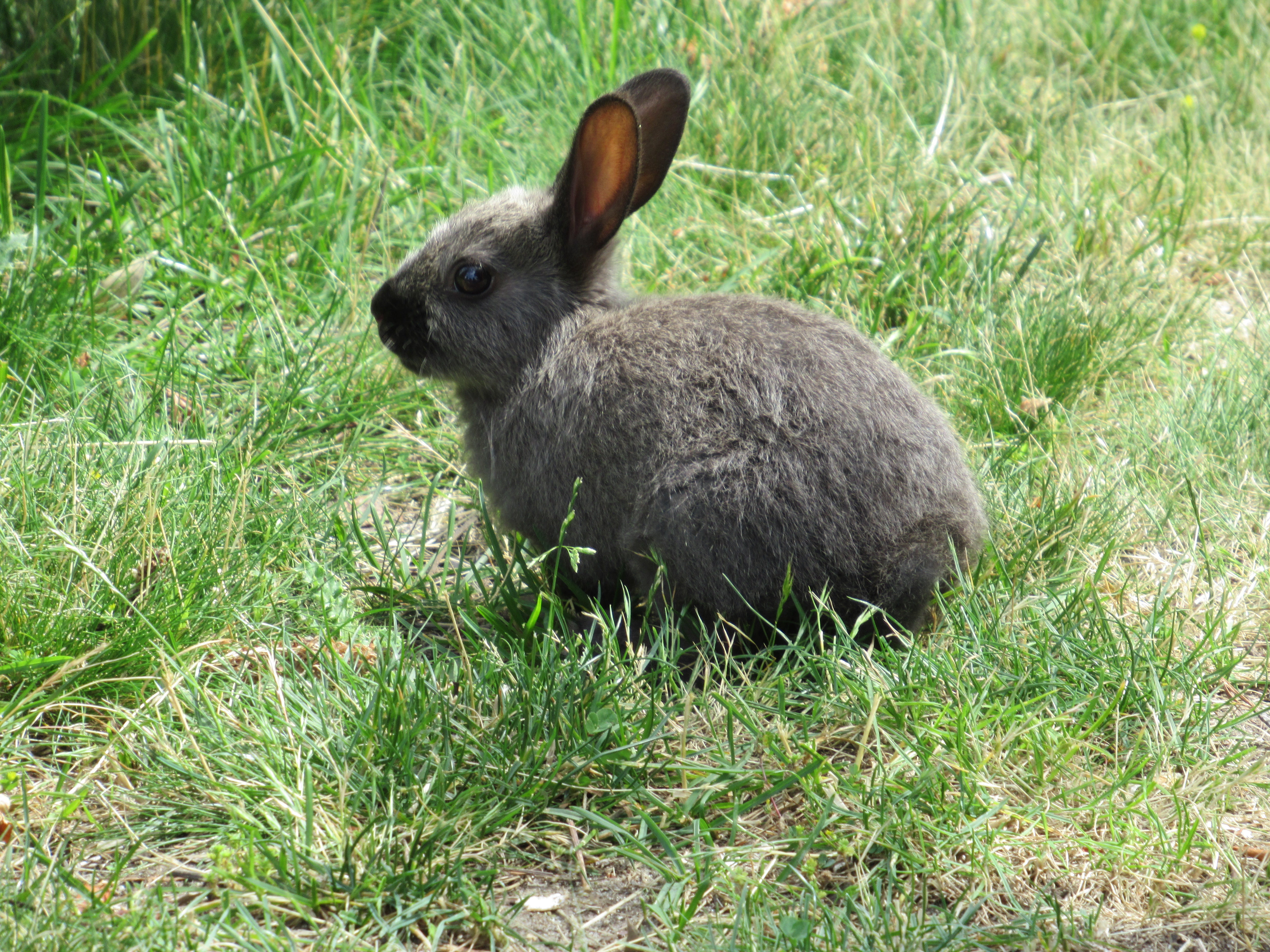 plant, gray, grass, domestic animals, animal themes, green color, young, nature, one animal, field, animals in the wild, pets, land, animal, grey, jericho beach, HD Wallpaper