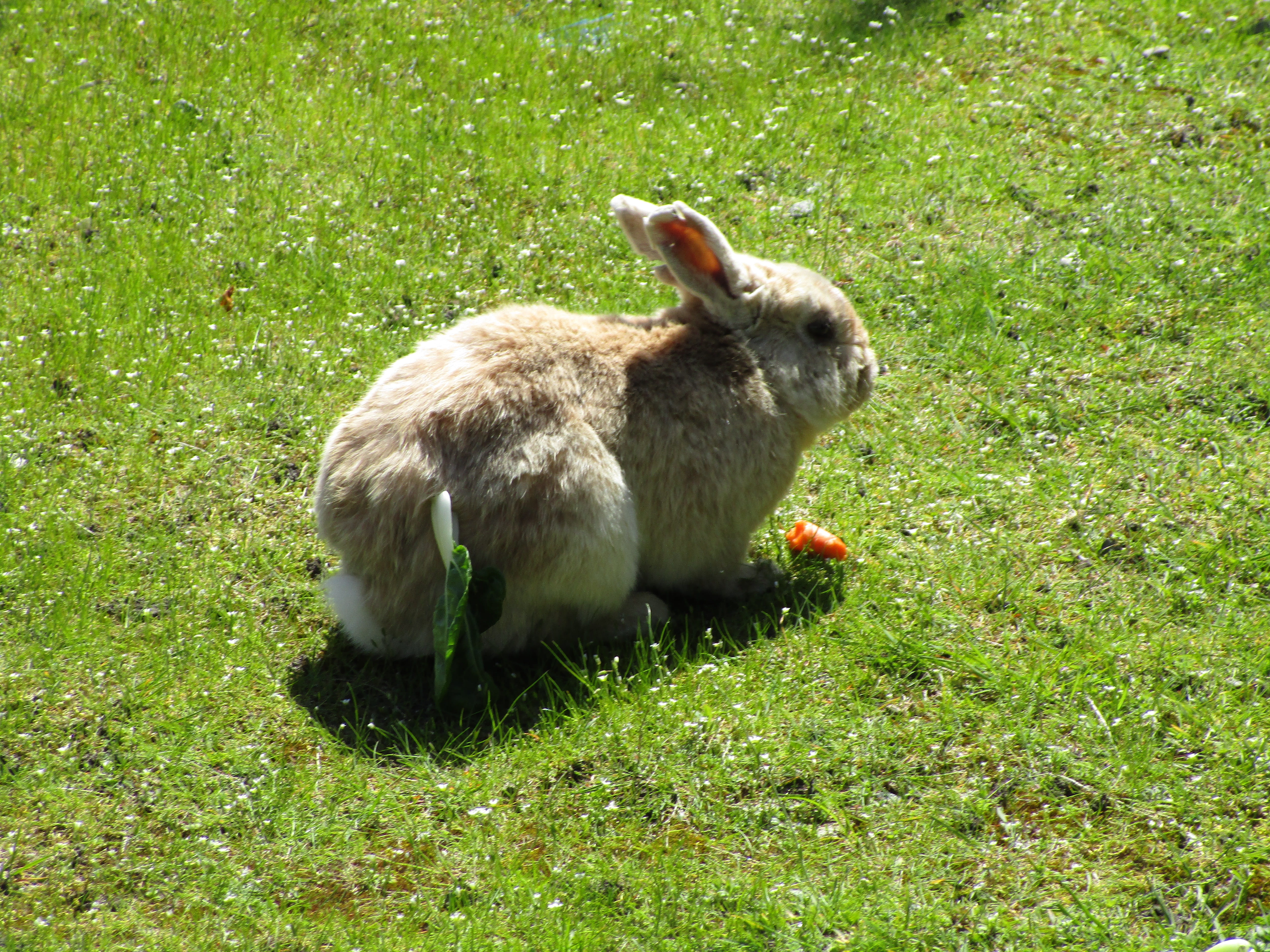 pets, animal wildlife, no people, mammal, domestic animals, land, animals in the wild, green color, day, rabbit, jericho beach, one animal, animal, outdoors, HD Wallpaper