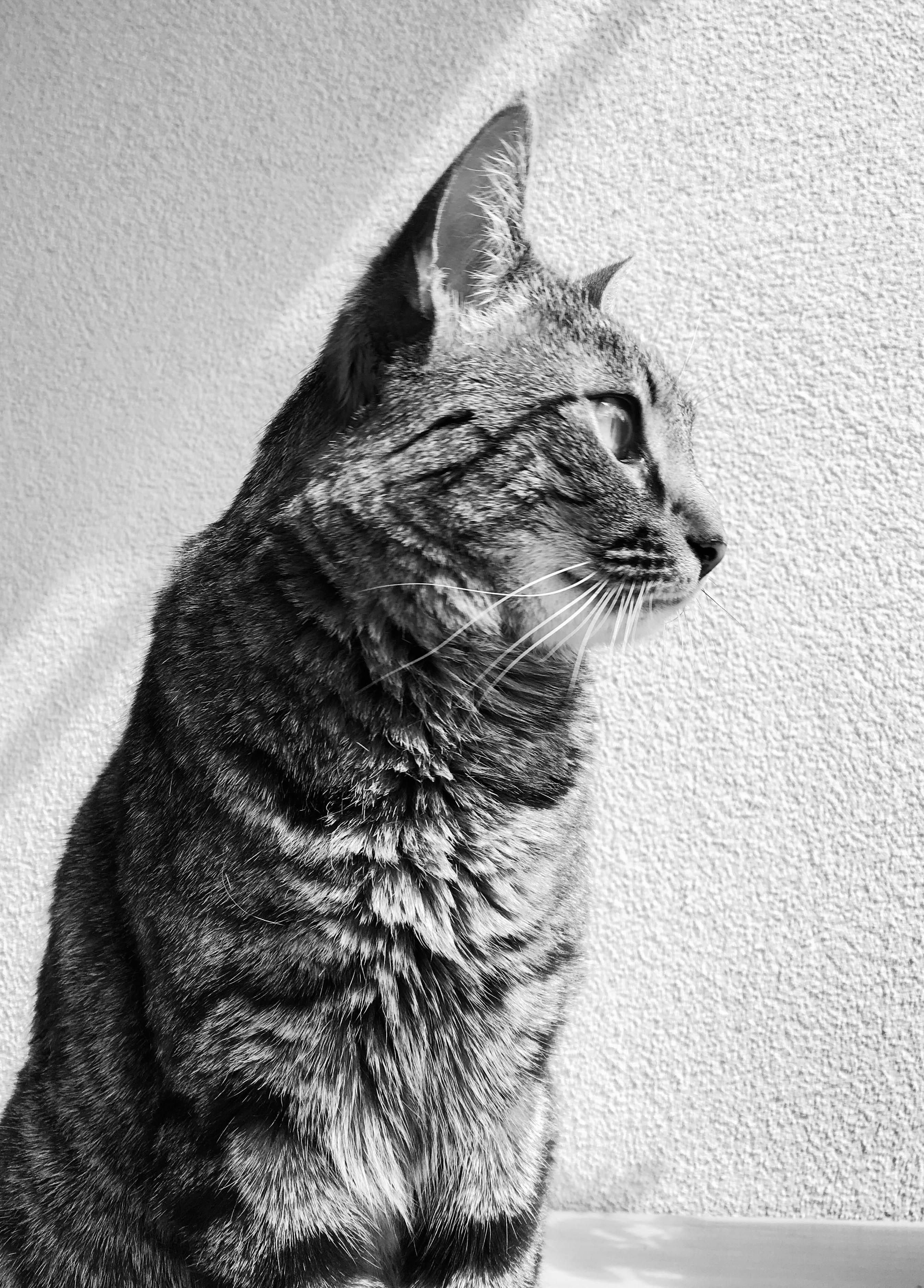 looking, animal, regard, contrast, vertebrate, one animal, black and white, noir et blanc, contraste, profile view, animal themes, pets, close-up, chat, Phone HD Wallpaper