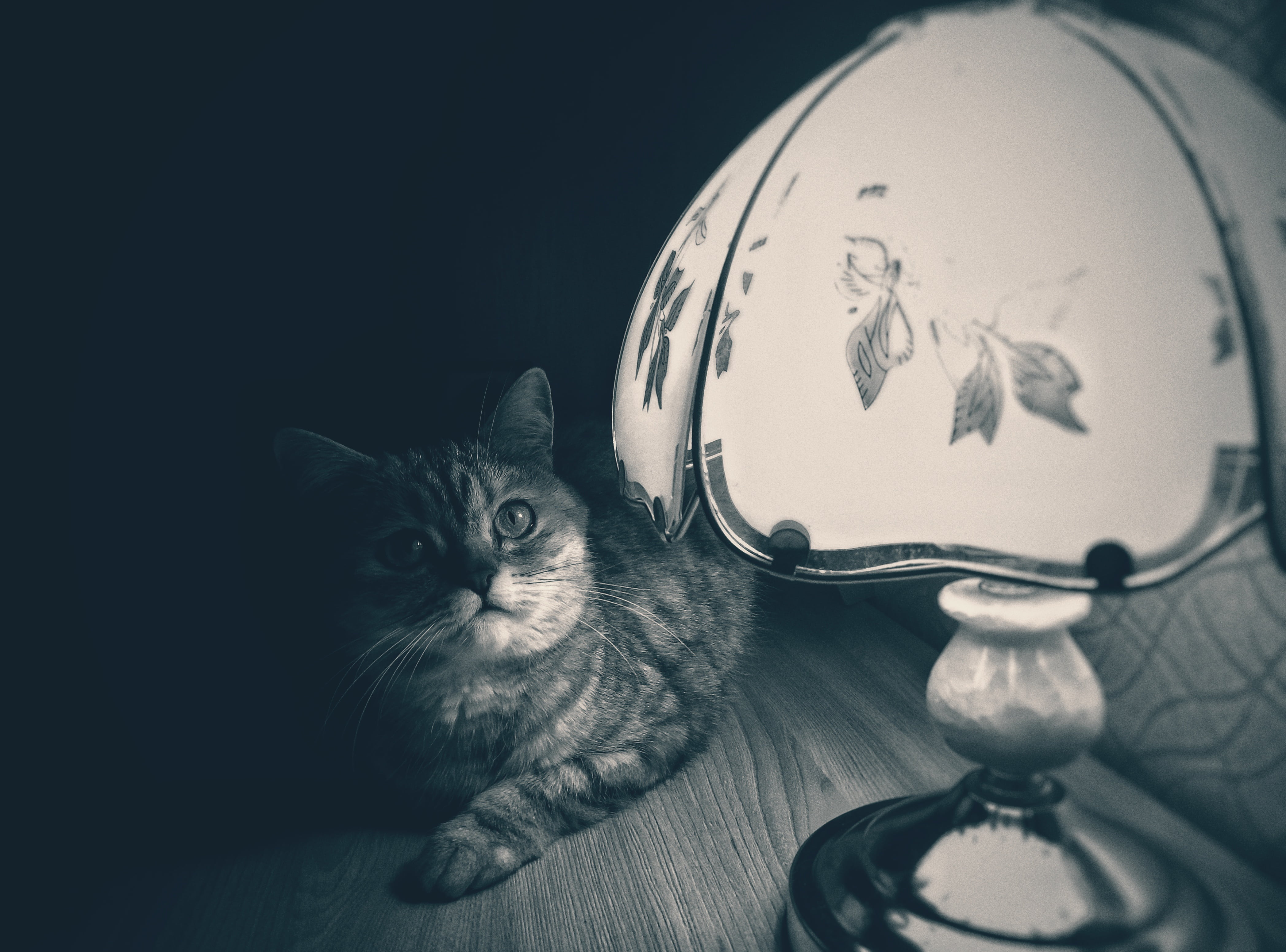 animal eye, cat, pets, one animal, looking at camera, studio shot, vertebrate, lamp, animal themes, whisker, domestic animals, close-up, domestic, mammal, HD Wallpaper