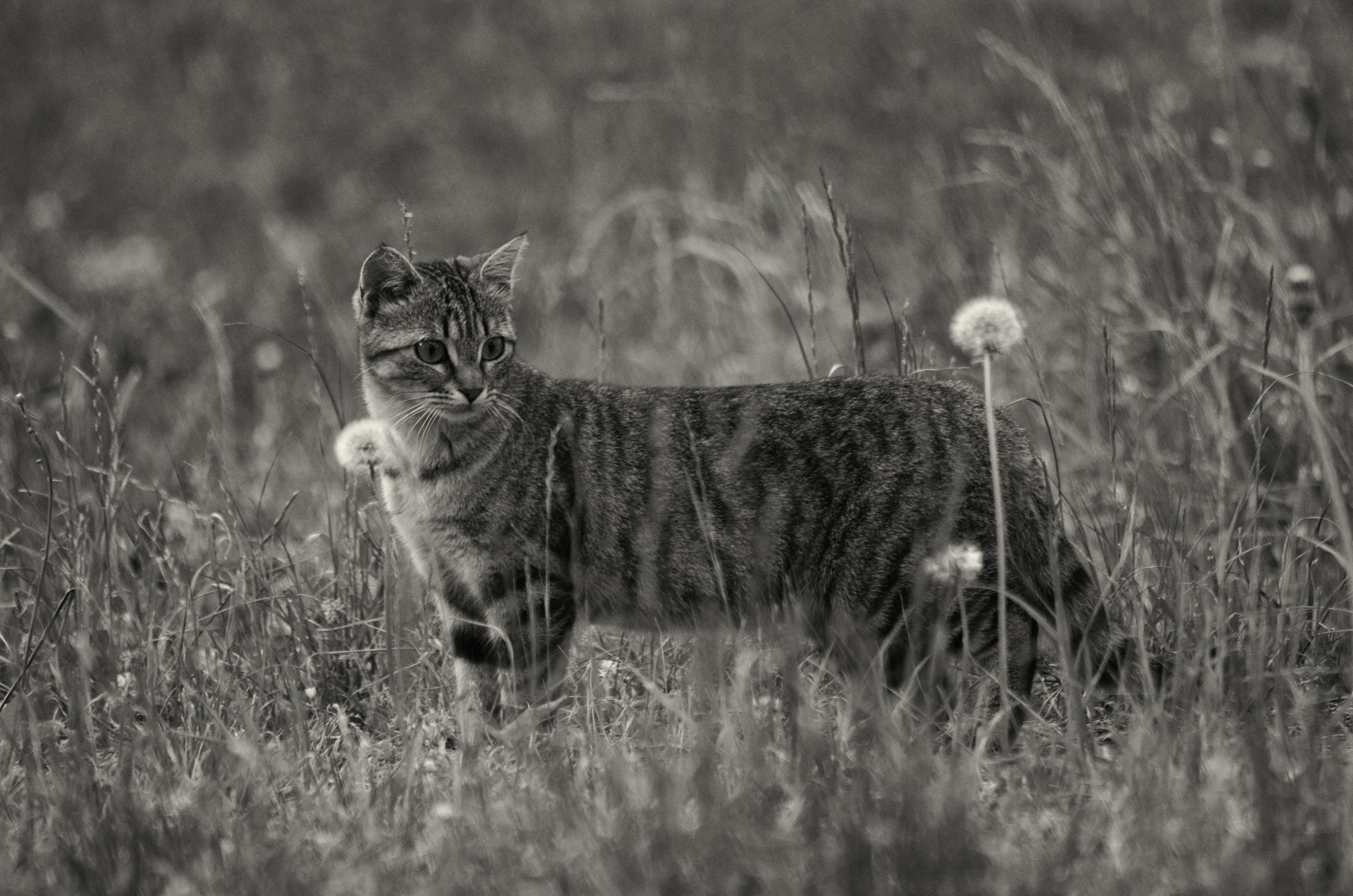 pet, selective focus, land, size, domestic animals, domestic cat, pets, vertebrate, animalier, 4K, noir et blanc, mammal, furred, photo, whisker, looking, HD Wallpaper