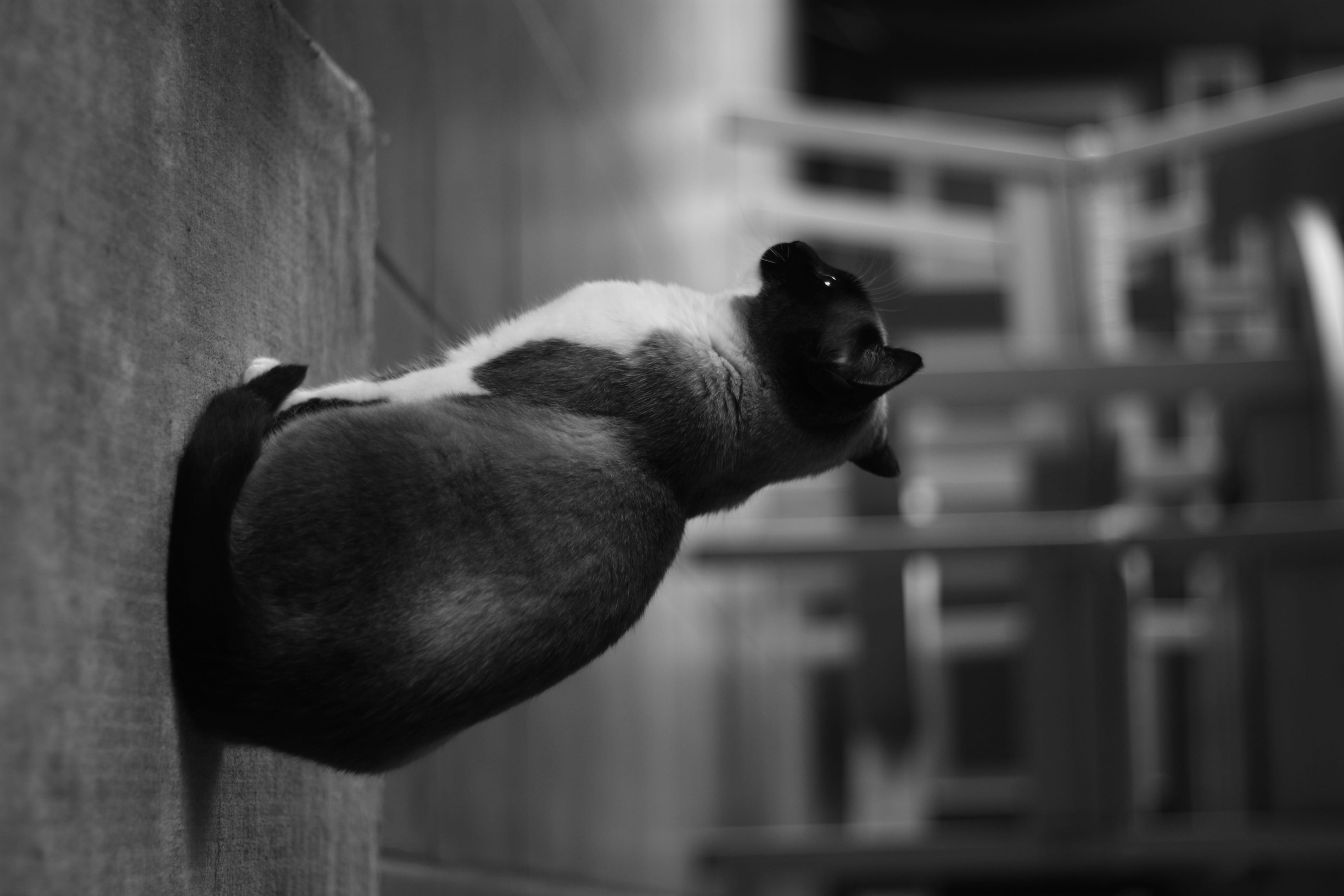 kitten, indoors, white, pets, animal head, blackandwhite, cats, domestic, day, floor, #cat, blanche, feline, noire, dark, monochrome, black and white, looking away, HD Wallpaper