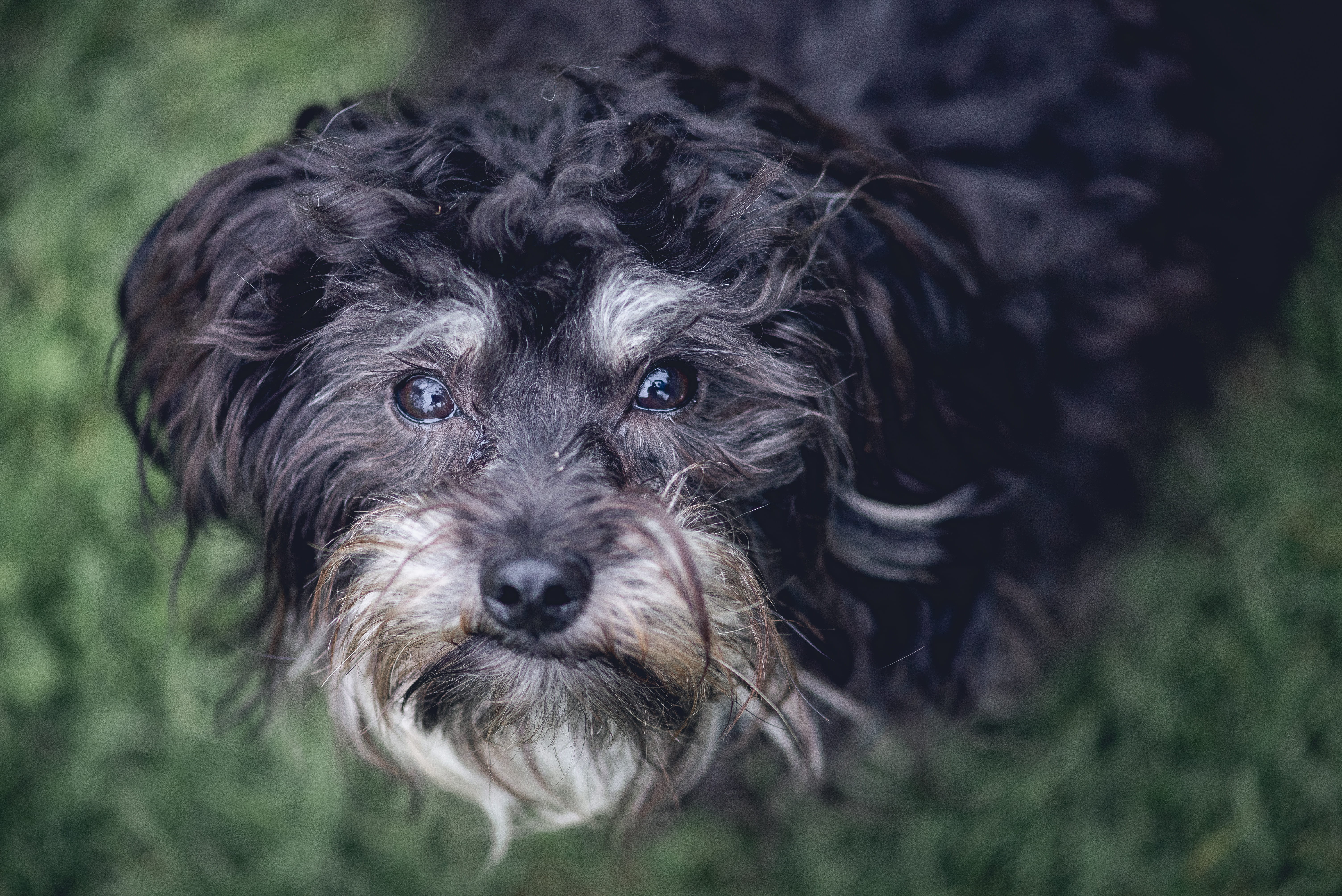 klein, dog, canine, hair, 5K, pet, domestic animals, vertebrate, animal hair, looking at camera, one animal, natur, people, close-up, animal, day, pets, HD Wallpaper