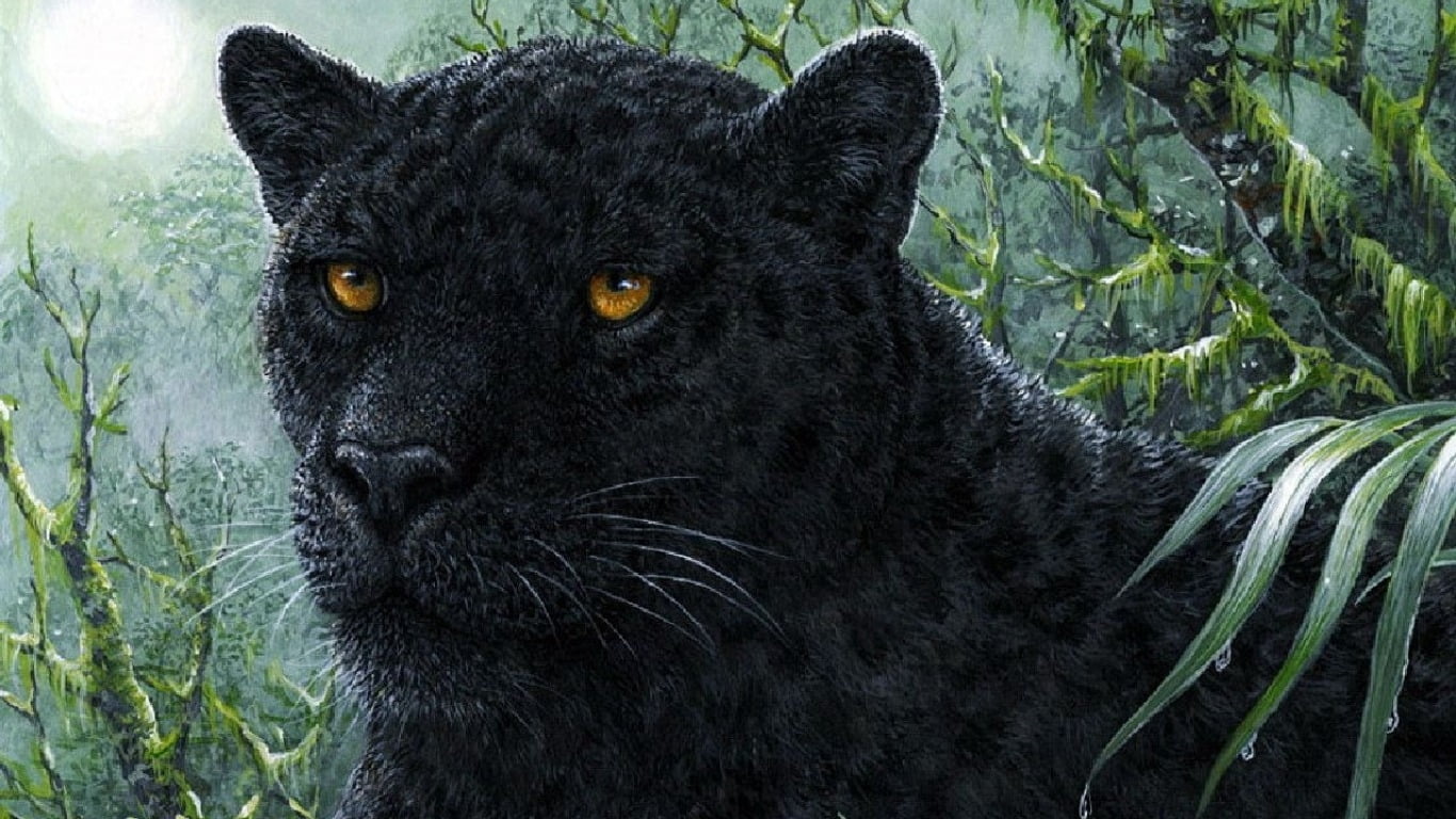nature, black color, looking at camera, Schwarz, Wald, day, domestic animals, Panther, animal body part, no people, Deutschland, animal head, looking, close-up, HD Wallpaper