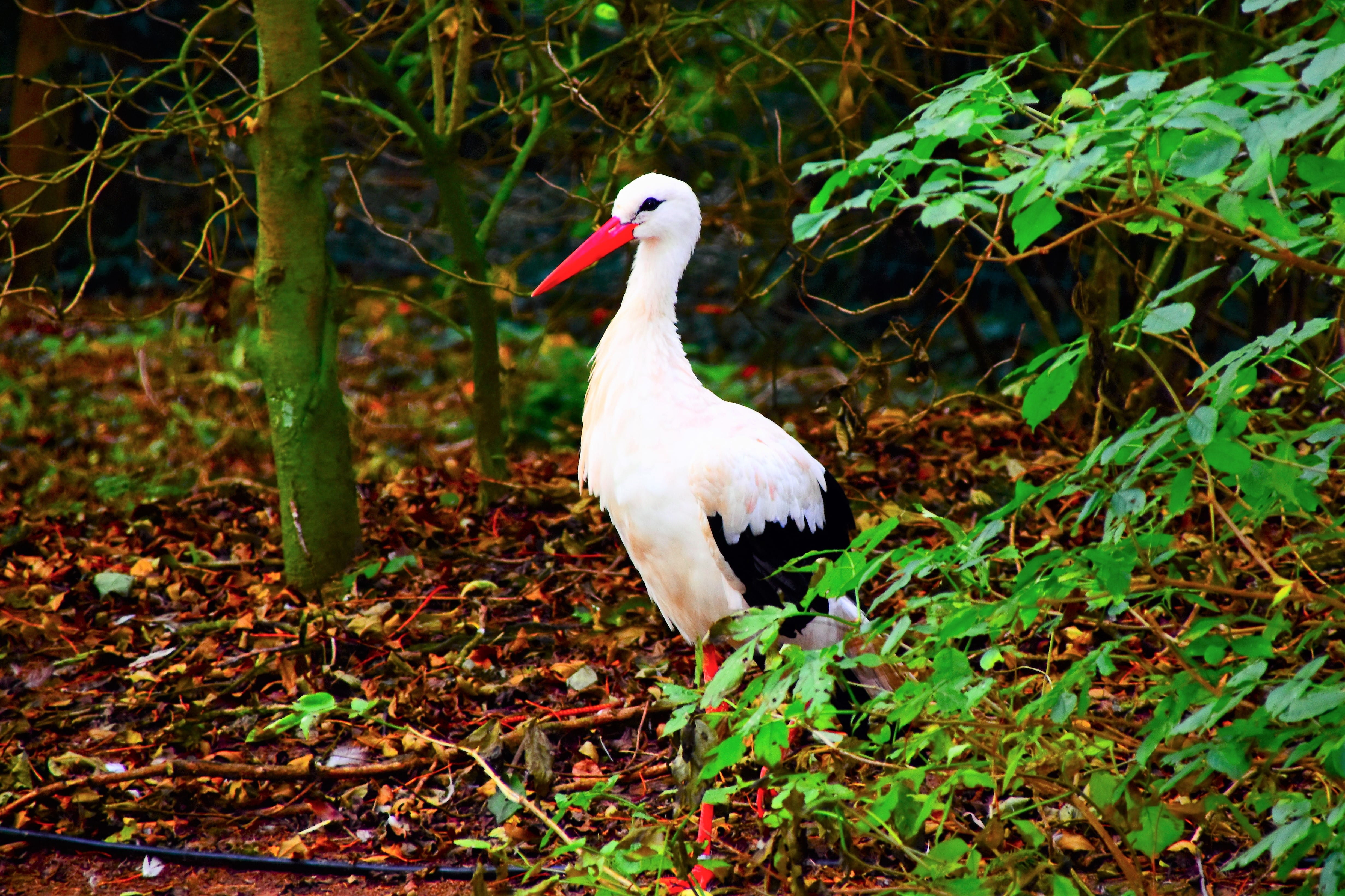 perching, day, land, white color, nature, vertebrate, red, animals in the wild, forest, plant, beak, tree, leaf, germany, animal wildlife, beauty in nature, HD Wallpaper