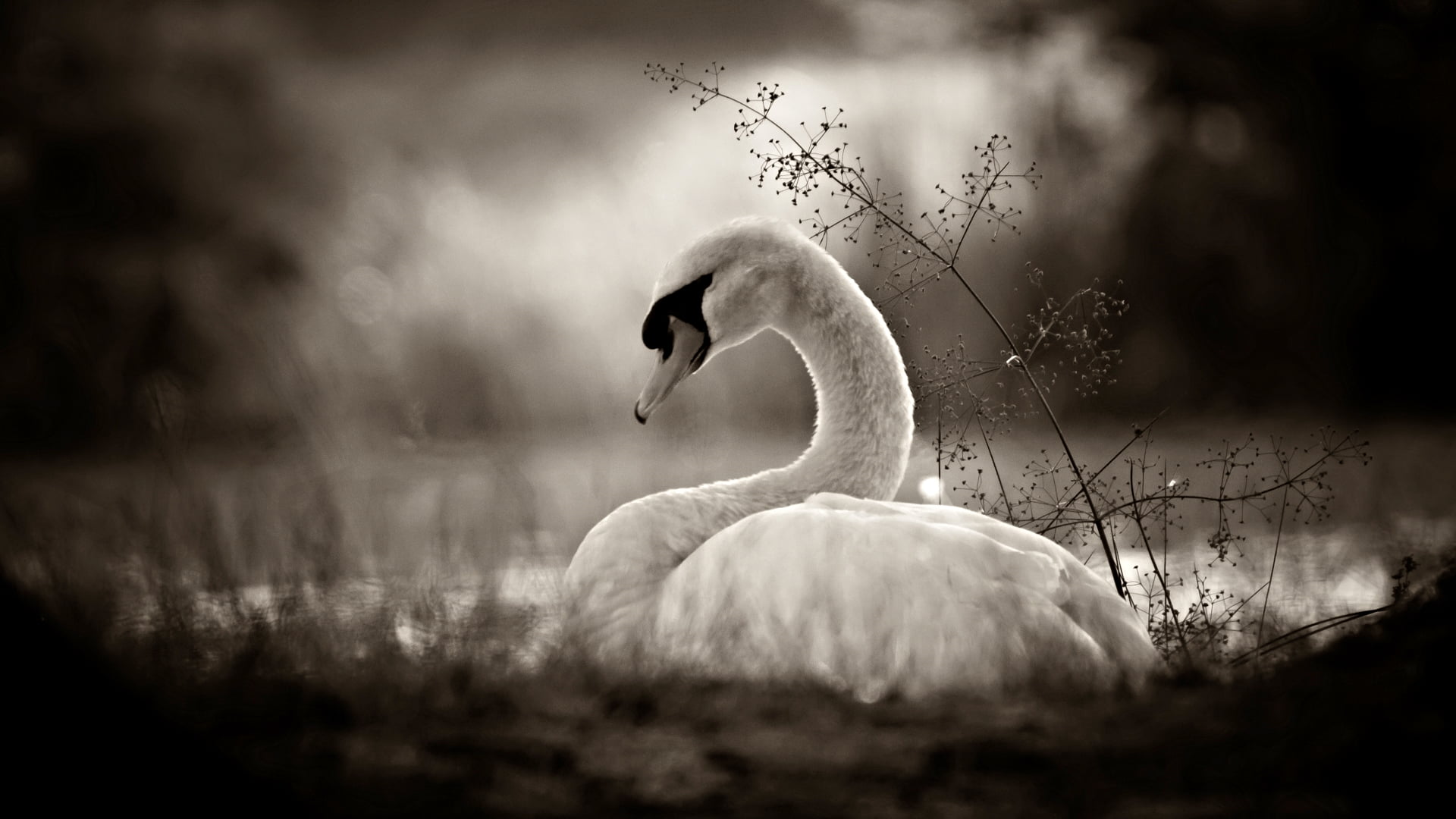 bird, swan  lake, fairytale, schwarz  weiss, canon, einem, teich, weiher, nature, neunkirchen, germany, grayscale, traum, swan, Dream within a dream, sea, HD Wallpaper