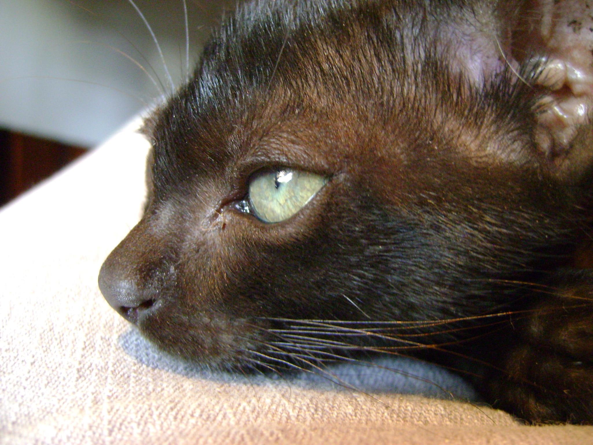 black, preto, nice, 1080P, animals, gato, HD Wallpaper