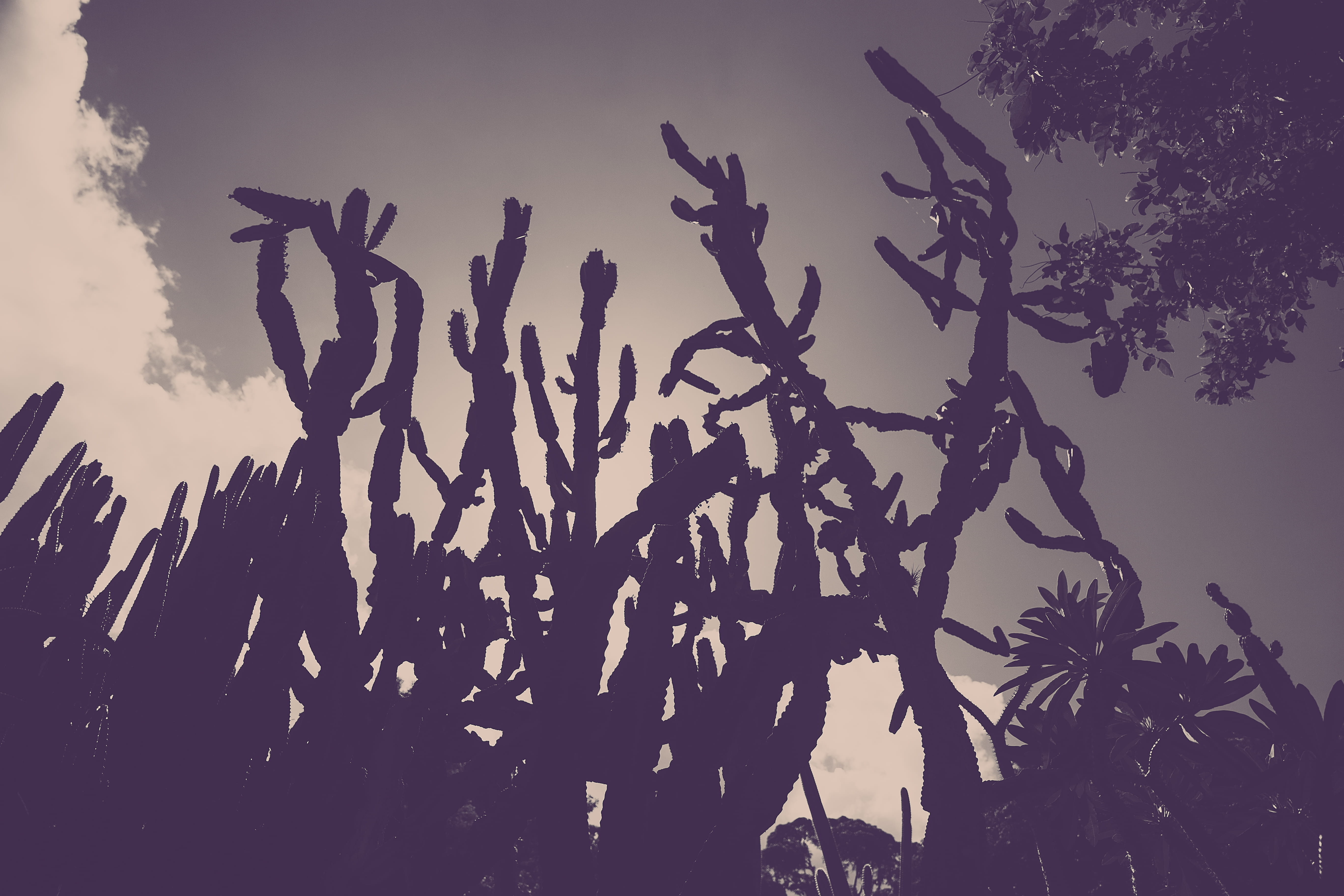 nature, cactus, monochrome, preto e branco, photography, tranquil scene, outdoors, brazil, day, cloud - sky, dusk, no people, sunset, plants, branch, agriculture, HD Wallpaper