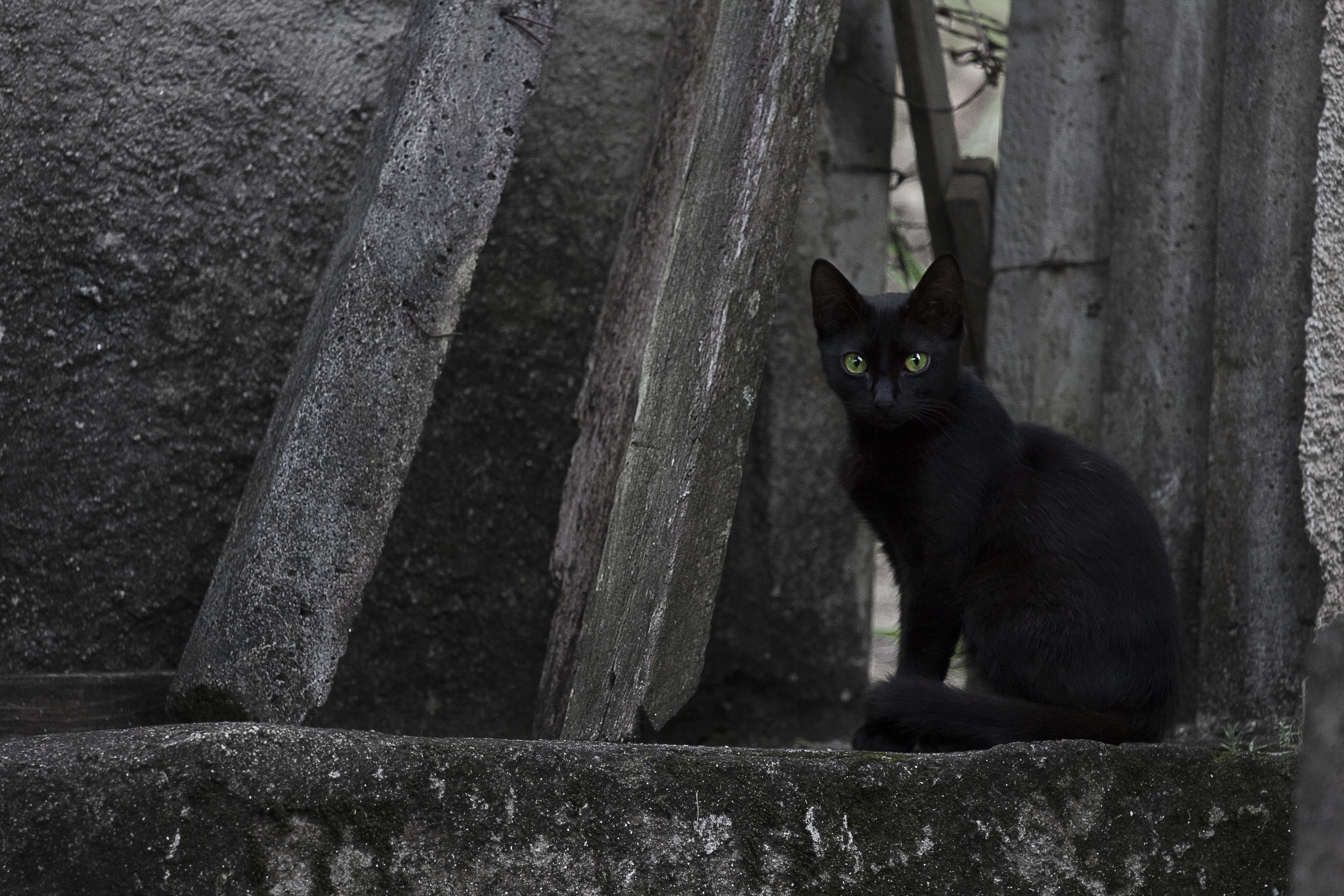 looking at camera, gato, tree, day, black, vertebrate, itu, sitting, preto, felino, eyes, plant, domestic, olhos, feline, whisker, mammal, one animal, black color, HD Wallpaper