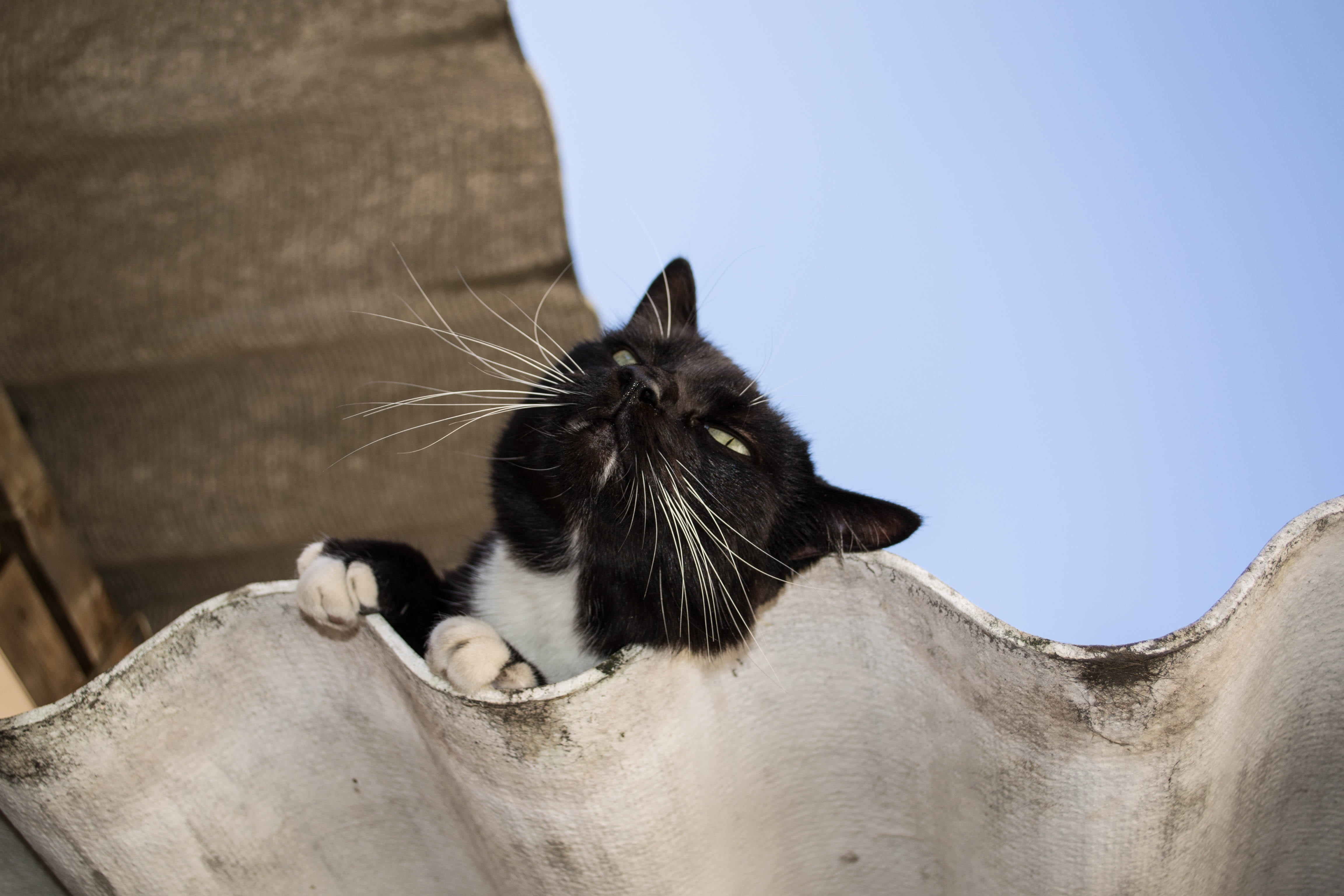 eyes, pet, domestic animals, adorable, kitten, feline, sky, close-up, cute, animal body part, domestic cat, gato preto, animal, domestic, cat, no people, HD Wallpaper