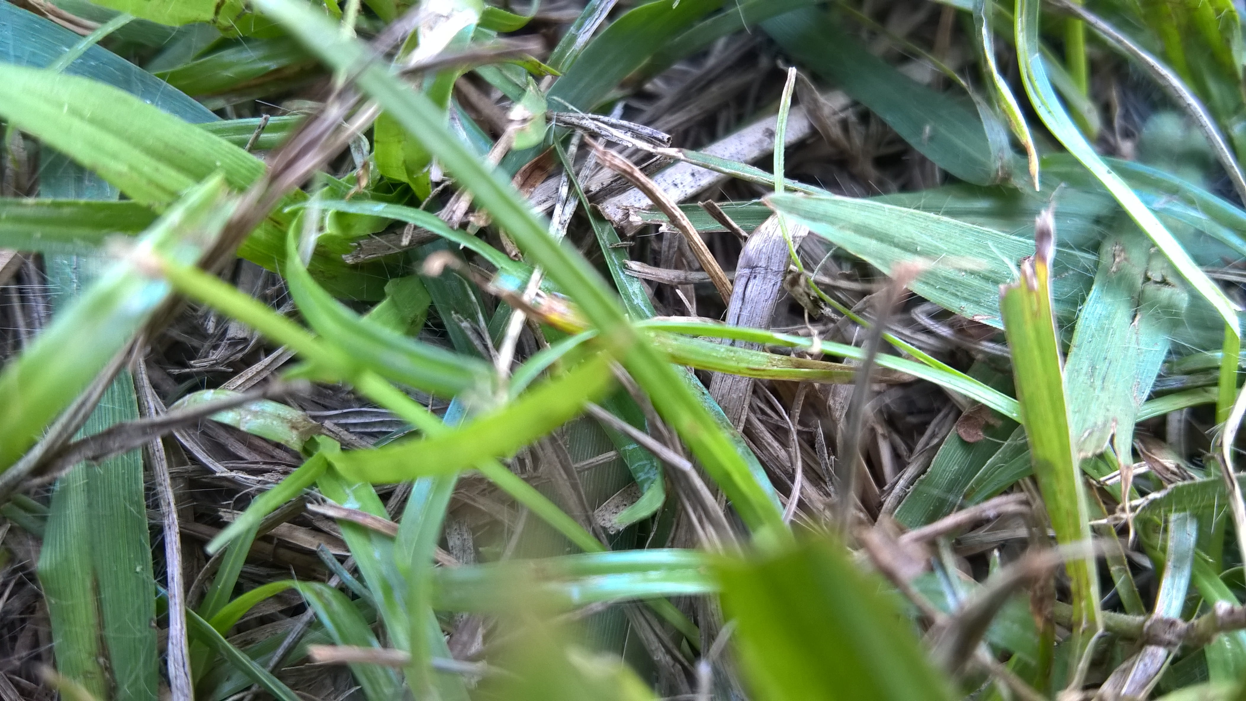 grass, sao jose do rio preto, animal, focus on background, green color, close-up, no people, tranquility, high angle view, day, blade of grass, leaf, beauty in nature, HD Wallpaper