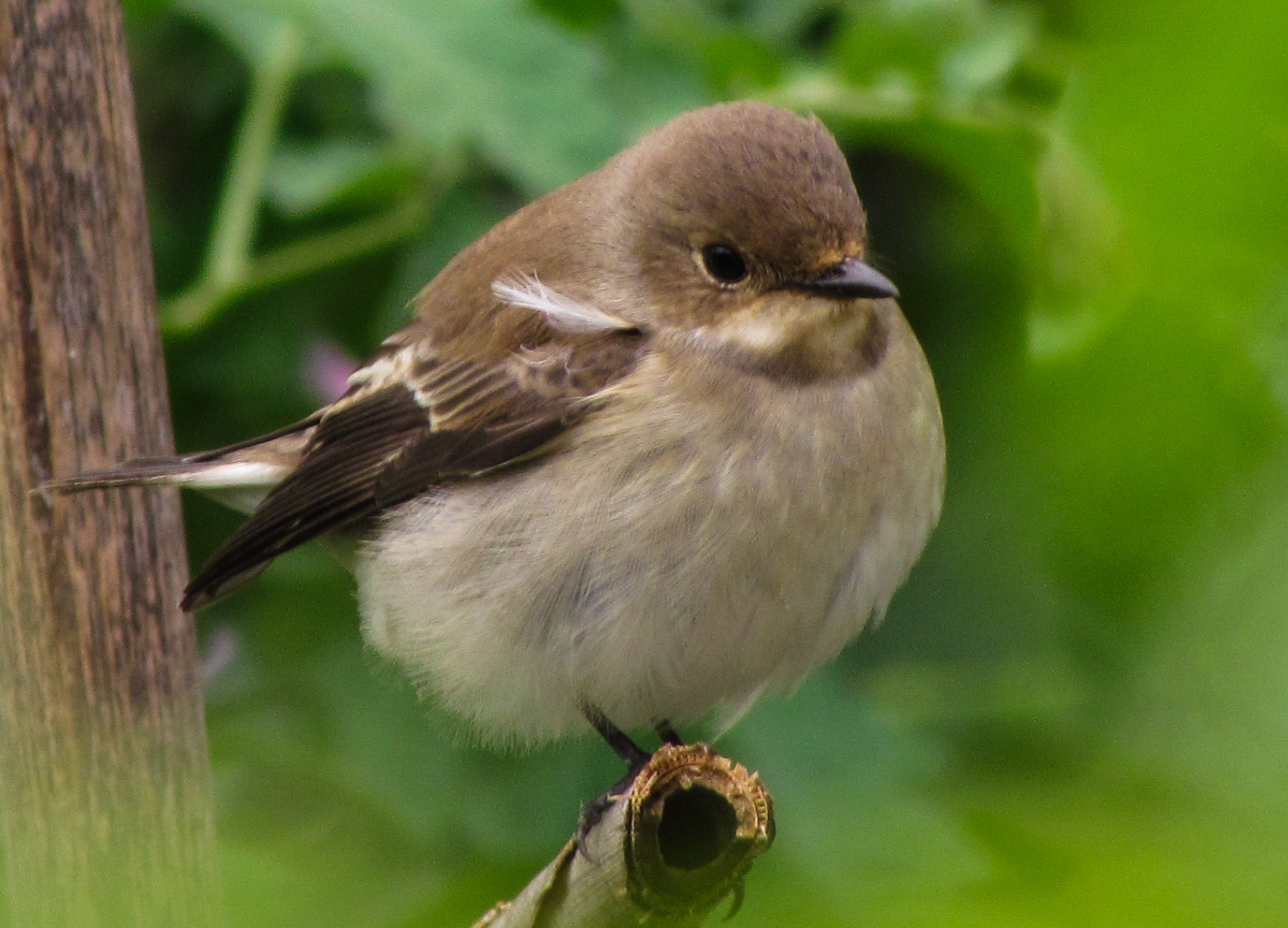 wildlife, beak, preto, short, animal, papa, ave, bird, brown, feather, flycatcher, Pied Flycatcher, nature, Ficedula hypoleuca, 2K, bird Watching, outdoors, HD Wallpaper