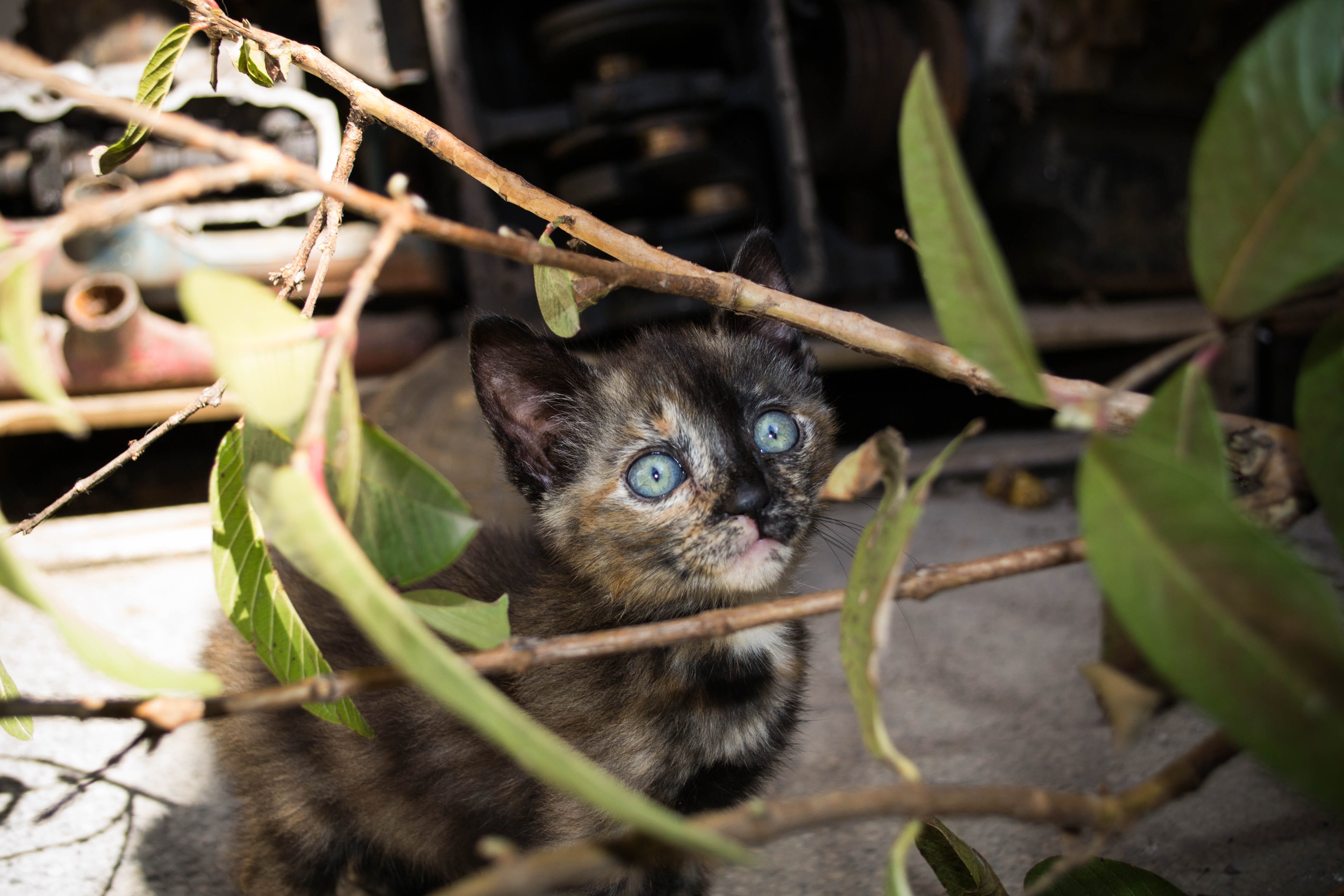 close-up, gato preto, meow, mammal, feline, day, one animal, animal head, domestic, 4K, whisker, domestic cat, vertebrate, kitten, no people, pet, black, HD Wallpaper