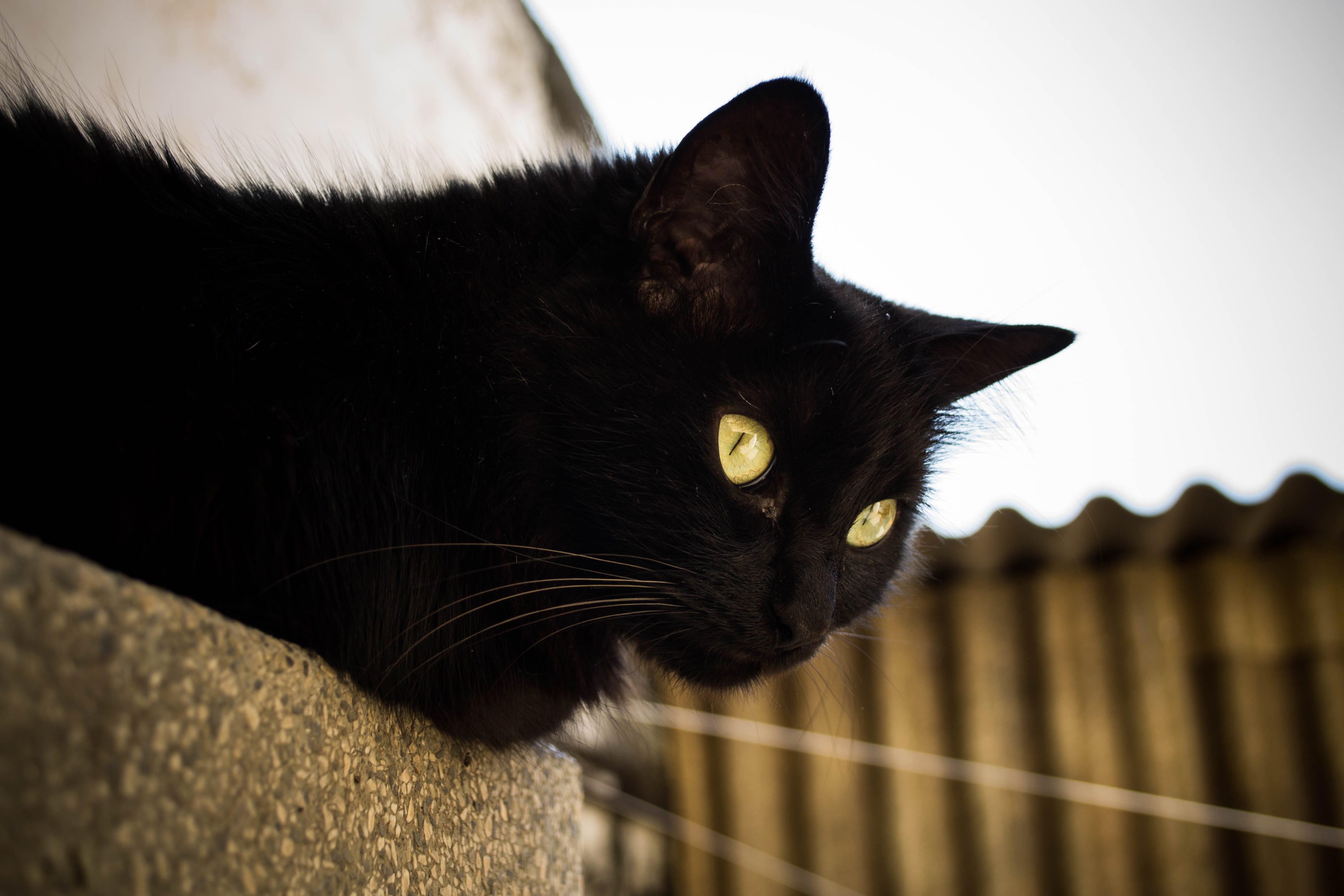 one animal, whisker, no people, pet, animal, gato preto, 4K, kitty, cute, vertebrate, animal eye, animal head, cat, adorable, domestic cat, domestic, meow, HD Wallpaper