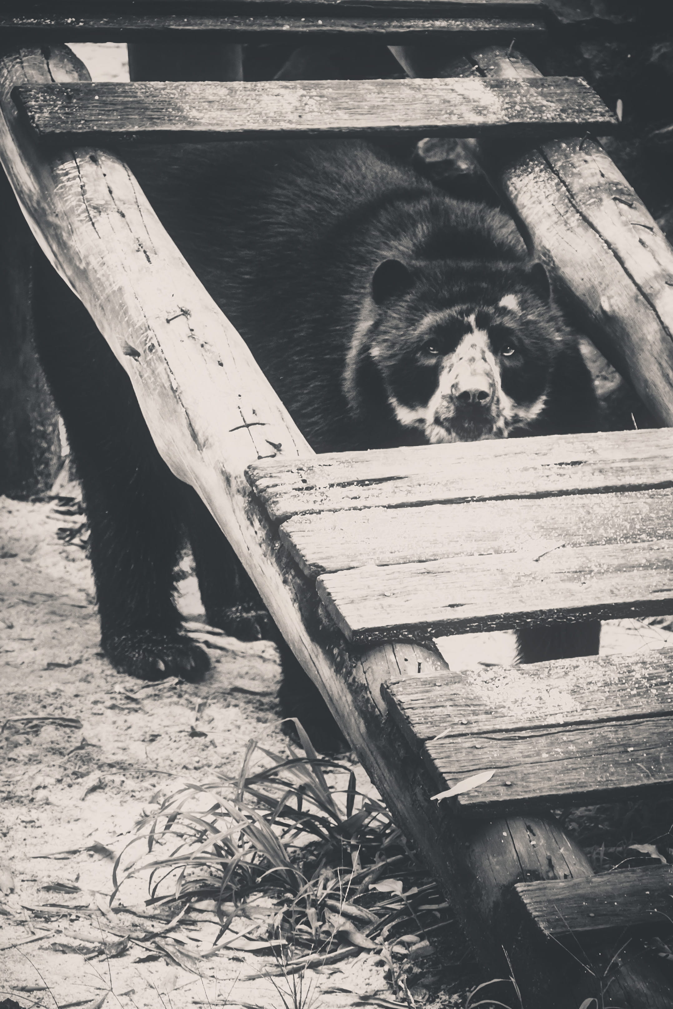 bench, 2K, one animal, land, wood, animal themes, sitting, seat, authorial, no people, day, vertebrate, wood - material, domestic animals, domestic, park bench, Phone HD Wallpaper