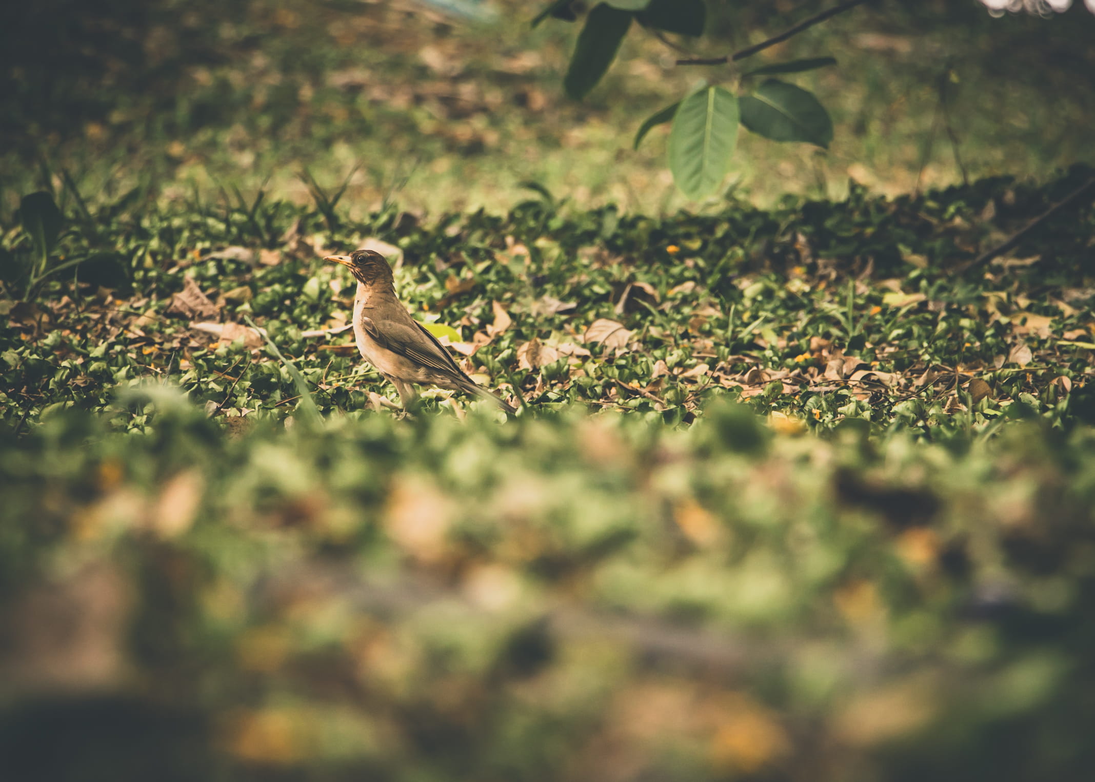 authorial, animal themes, animals in the wild, brazil, selective focus, bird, one animal, 1080P, ribeirão preto, day, leaf, no people, details, nature, HD Wallpaper