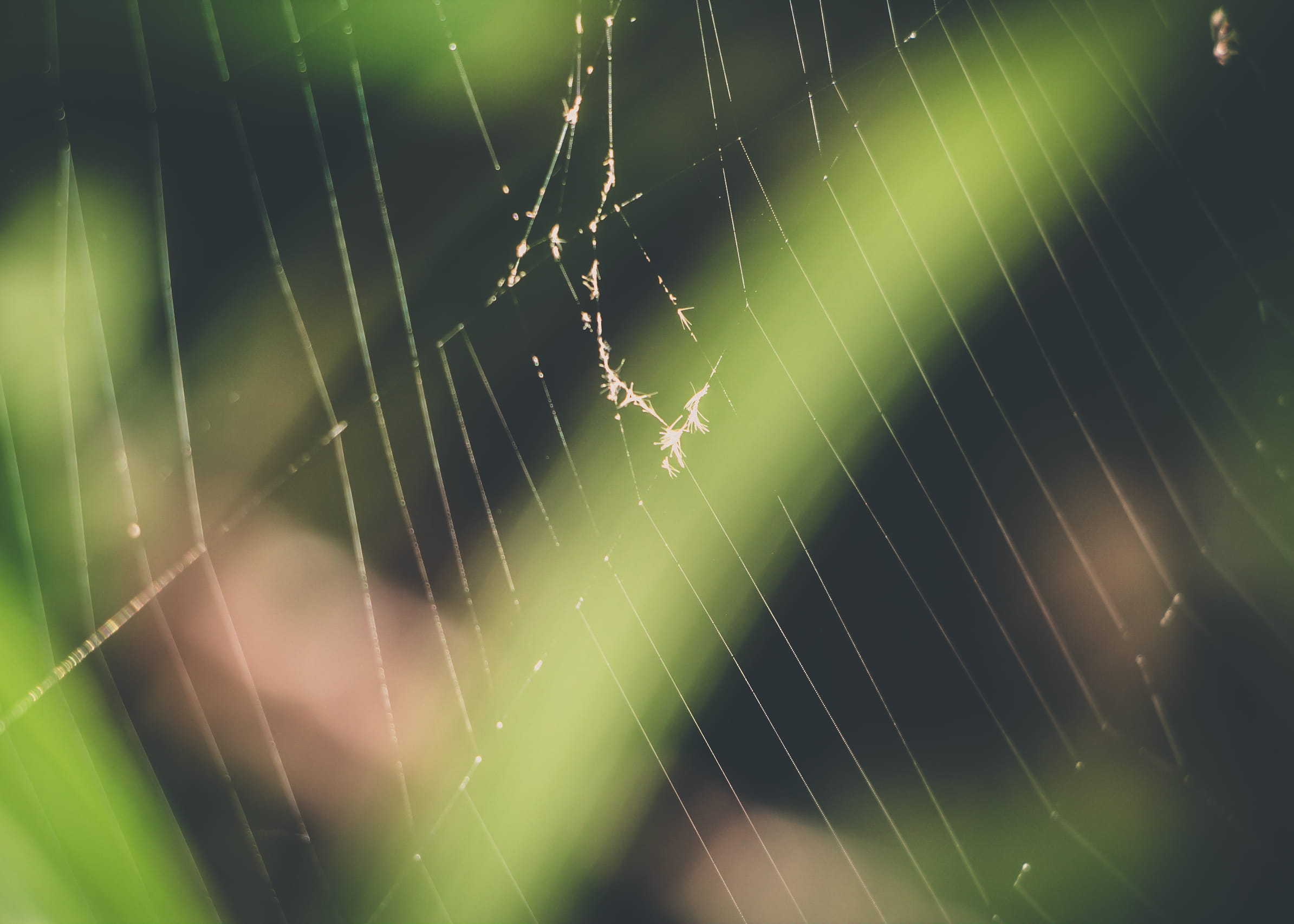 animals in the wild, selective focus, animal themes, spider, authorial, details, ribeirão preto, invertebrate, out, complexity, beauty in nature, 1080P, HD Wallpaper