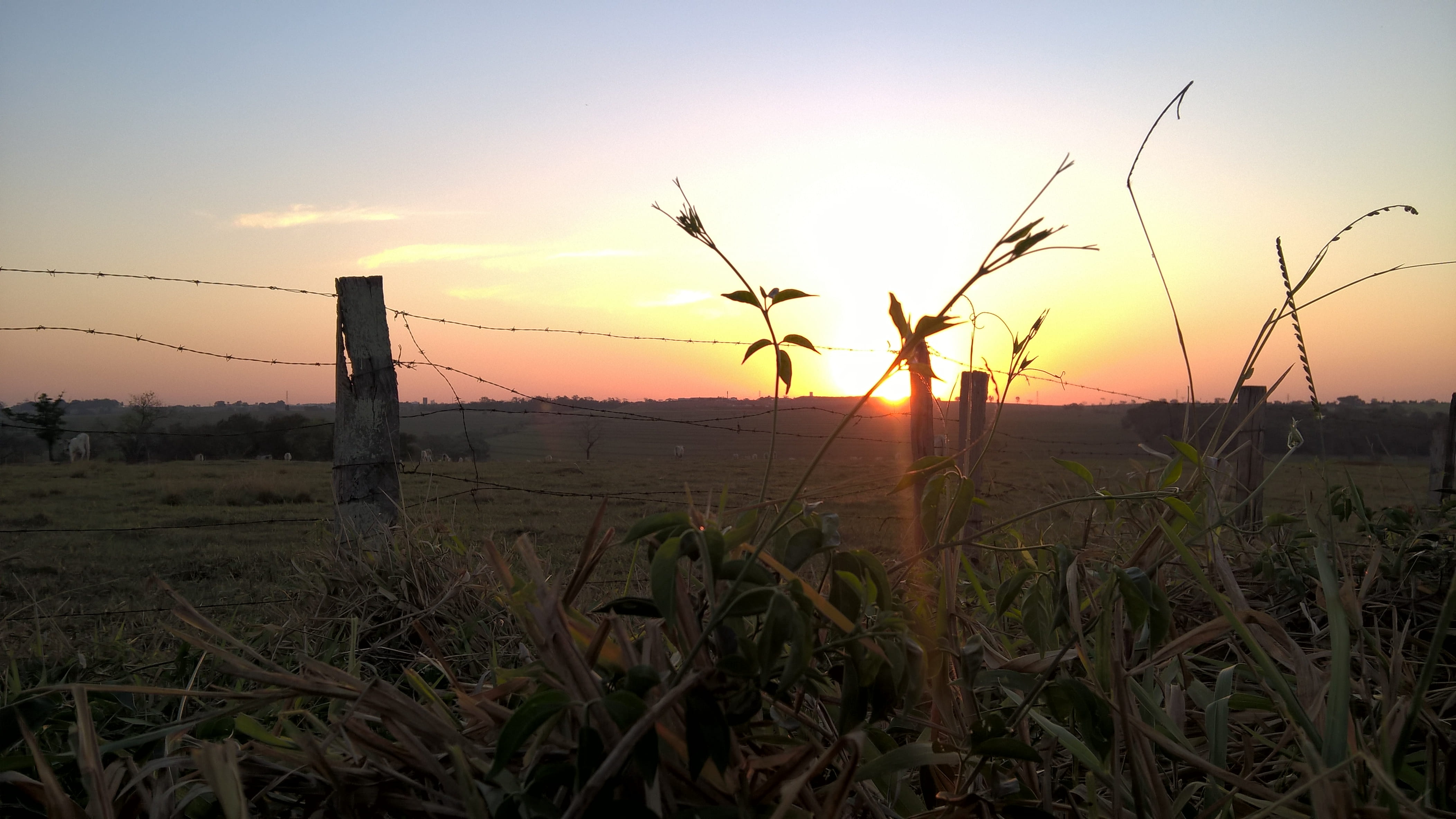 barrier, beauty in nature, boundary, camp, no people, sunset, orange color, landscape, grass, sun, 4K, brasil, plant, nature, non-urban scene, tranquility, HD Wallpaper