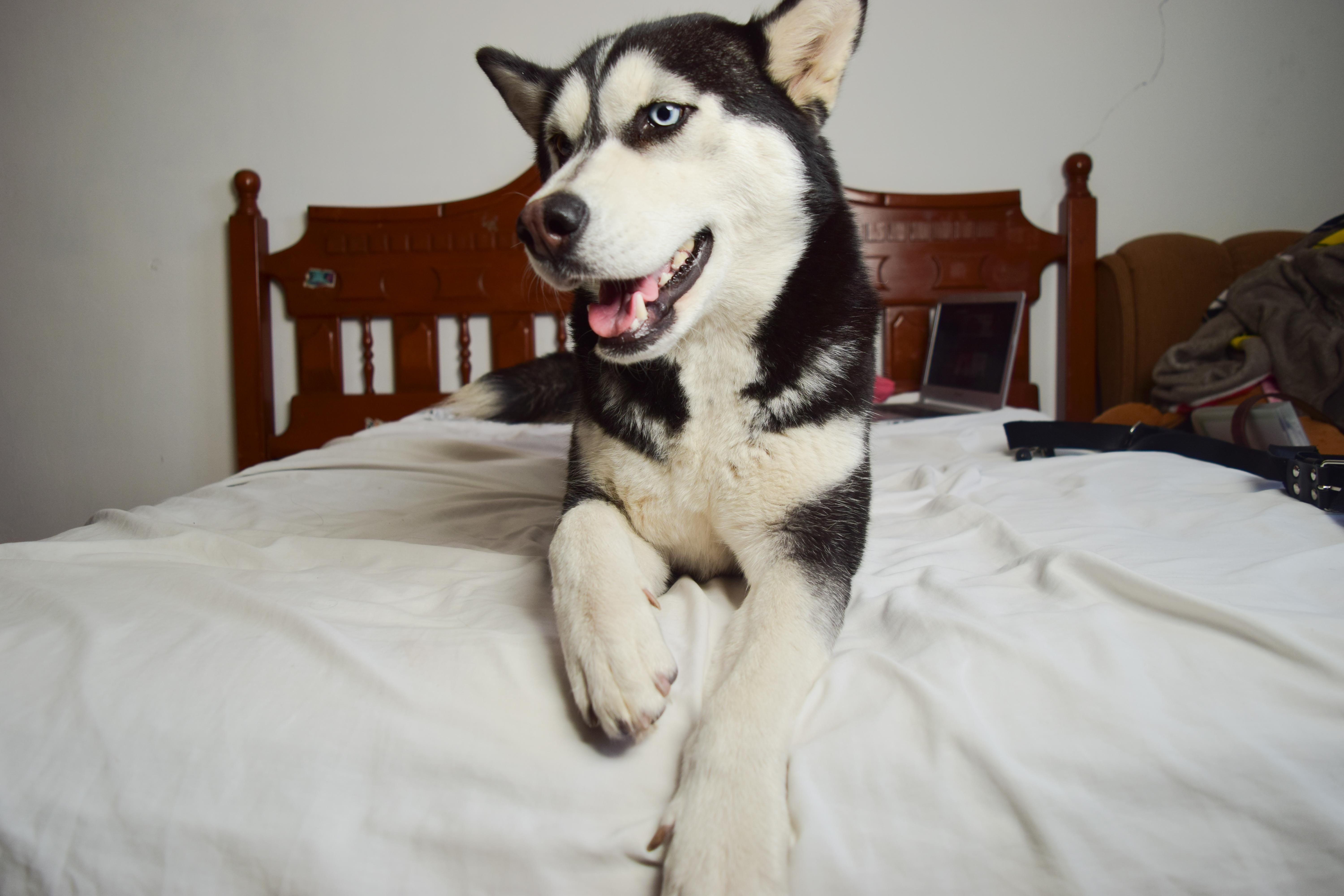 animal themes, duvet, mammal, domestic animals, purebred dog, paw, dog, indoors, looking away, 5K, eye, black, no people, domestic room, pet, pets, vertebrate, HD Wallpaper