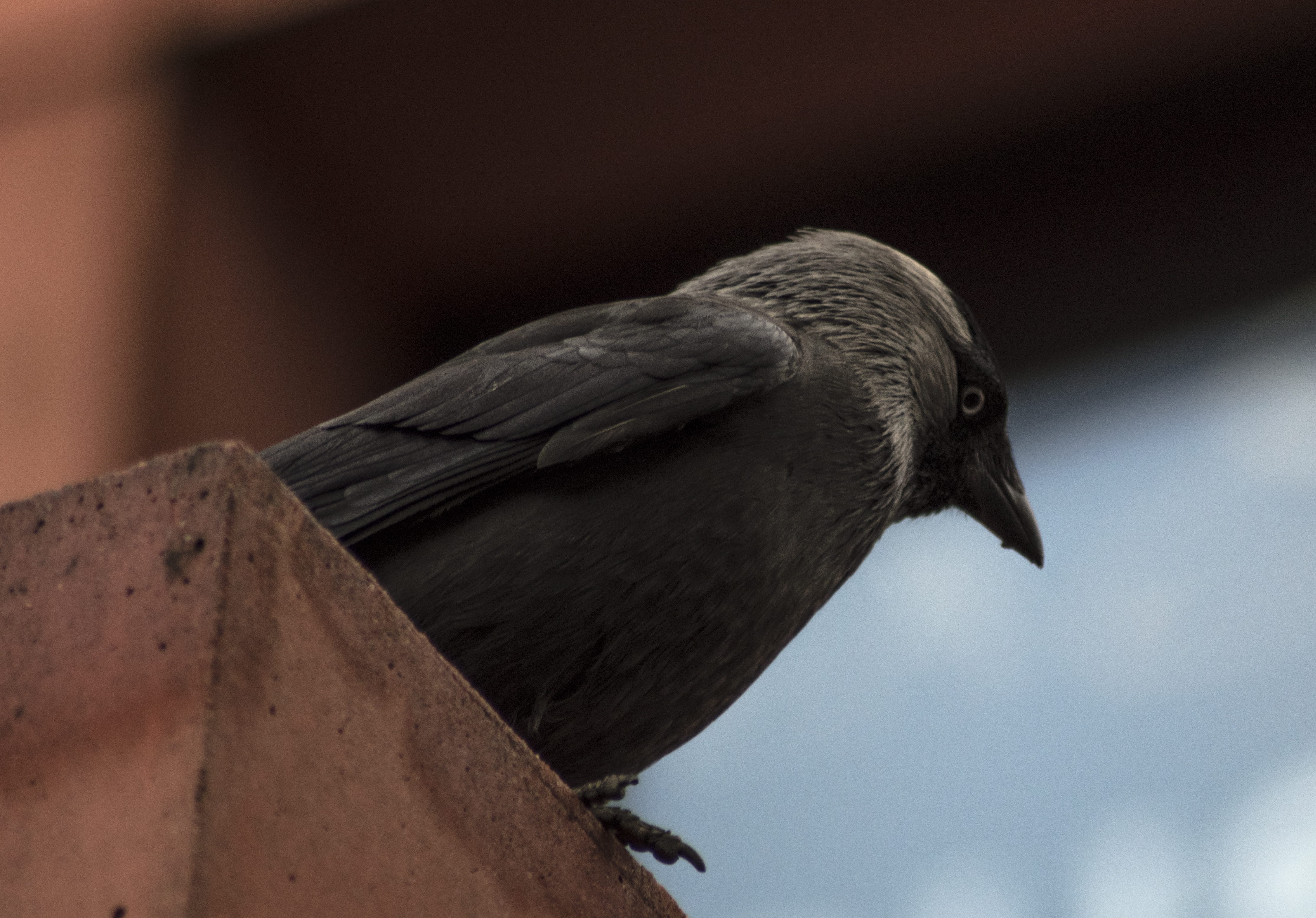 one animal, wheel, animal, eagle, focus on foreground, outdoors, beak, full length, hawk, machine, no people, ojo, black color, pajaro, head, side view, HD Wallpaper