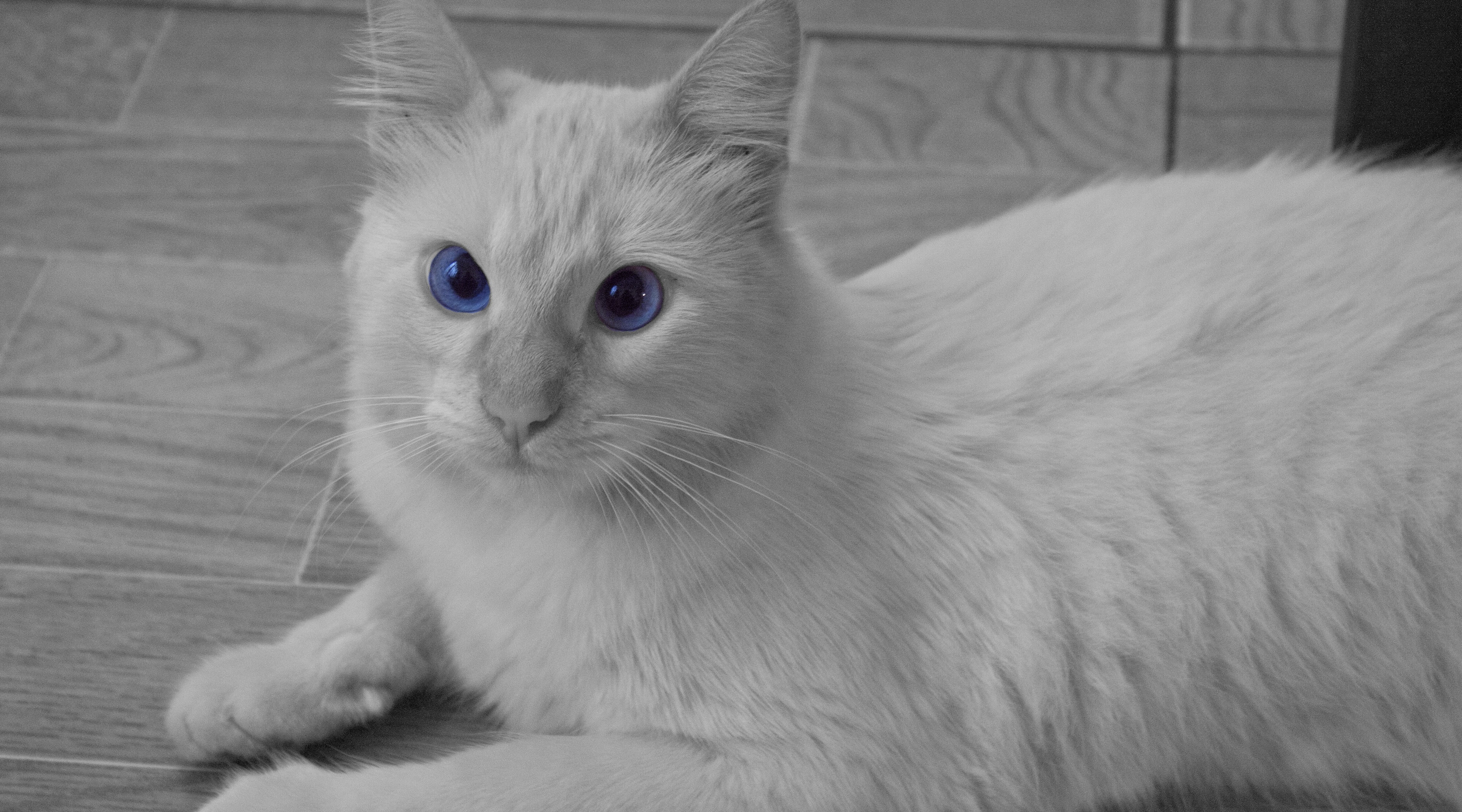 whisker, domestic animals, mammal, indoors, looking, close-up, animal, domestic, 4K, Pets, animal themes, relaxation, feline, looking at camera, white, HD Wallpaper